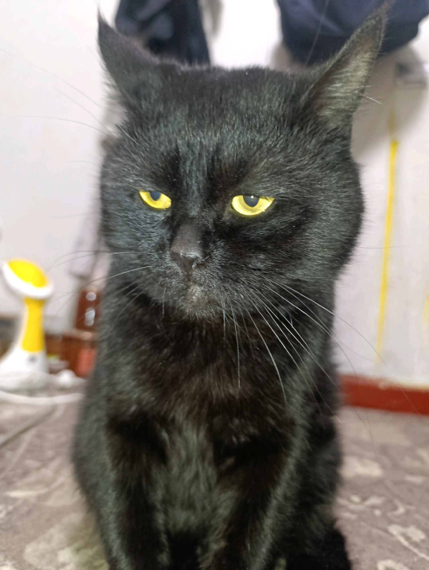 A close-up, head-on shot shows a black cat with striking yellow eyes. The cat is sitting down and looking directly at the camera with a somewhat displeased expression. Its fur appears soft and slightly fluffy. In the blurred background, to the left, a white and yellow object, possibly a small appliance or toy, is visible. Further back, the background consists of out-of-focus shapes and colors, suggesting an indoor setting. The overall lighting is soft, with the cat's face being the primary focus. There are no discernible elements that would allow for the determination of the location within Zlatopil, Ukraine.
