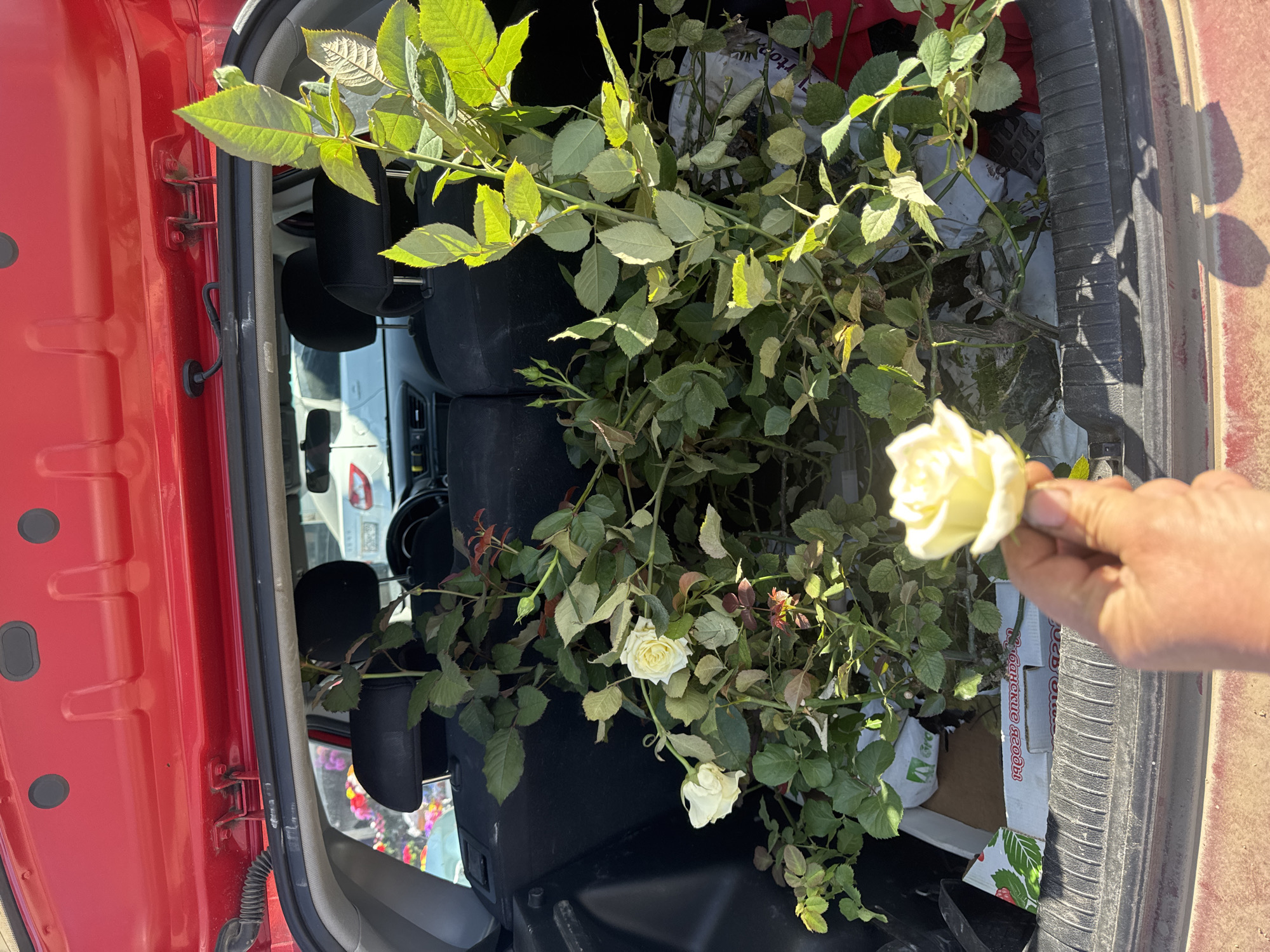 A red car is parked in Chaikovsky, Russia. The trunk is open, revealing the rear seats and a cardboard box filled with rose bushes. A hand holds up a single yellow rose in front of the trunk opening. Other vehicles are visible through the car's rear window.