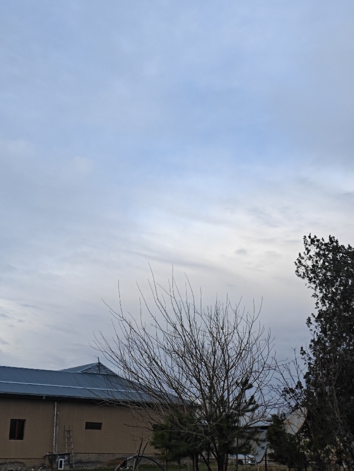 A building with a blue roof and tan walls is partially visible on the left. A wooden ladder leans against the wall. A bare tree stands in the foreground, its branches reaching towards a cloudy sky. A dark evergreen tree is on the right. In the background, a satellite dish and other structures can be seen.
