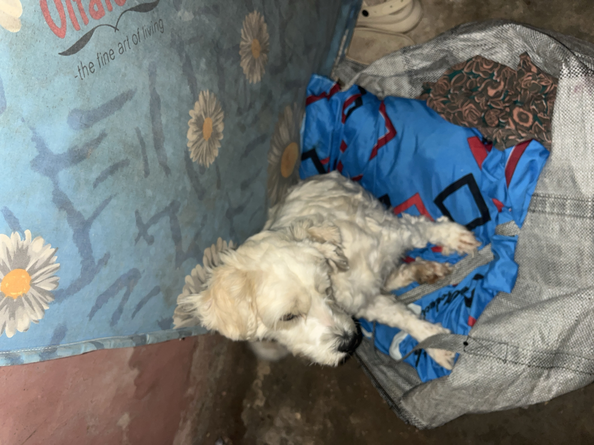 A medium-shot, outdoor, low-angle, slightly blurred photograph depicts a small, light-colored, shaggy dog sitting in a gray woven bag filled with blue fabric. The dog is positioned in the center of the frame, facing left with its head tilted down. Its fur appears matted in some areas. The blue fabric beneath the dog is adorned with a repeating pattern of black and red geometric shapes. To the right of the blue fabric, a piece of brown fabric with a floral pattern is visible.
Behind the bag, a blue tarp or cloth with a repeating daisy pattern hangs. The tarp has some dark, abstract brushstrokes or smudges on it and text that reads "-the fine art of living". To the left of the tarp, a portion of a reddish-pink wall is visible, with visible water stains or discoloration. The ground appears to be concrete or dirt. The overall lighting suggests it is either daytime with overcast conditions or artificial lighting. The scene is likely a residential or informal setting within the city of Jos, Nigeria, possibly an outdoor storage area or a makeshift shelter.