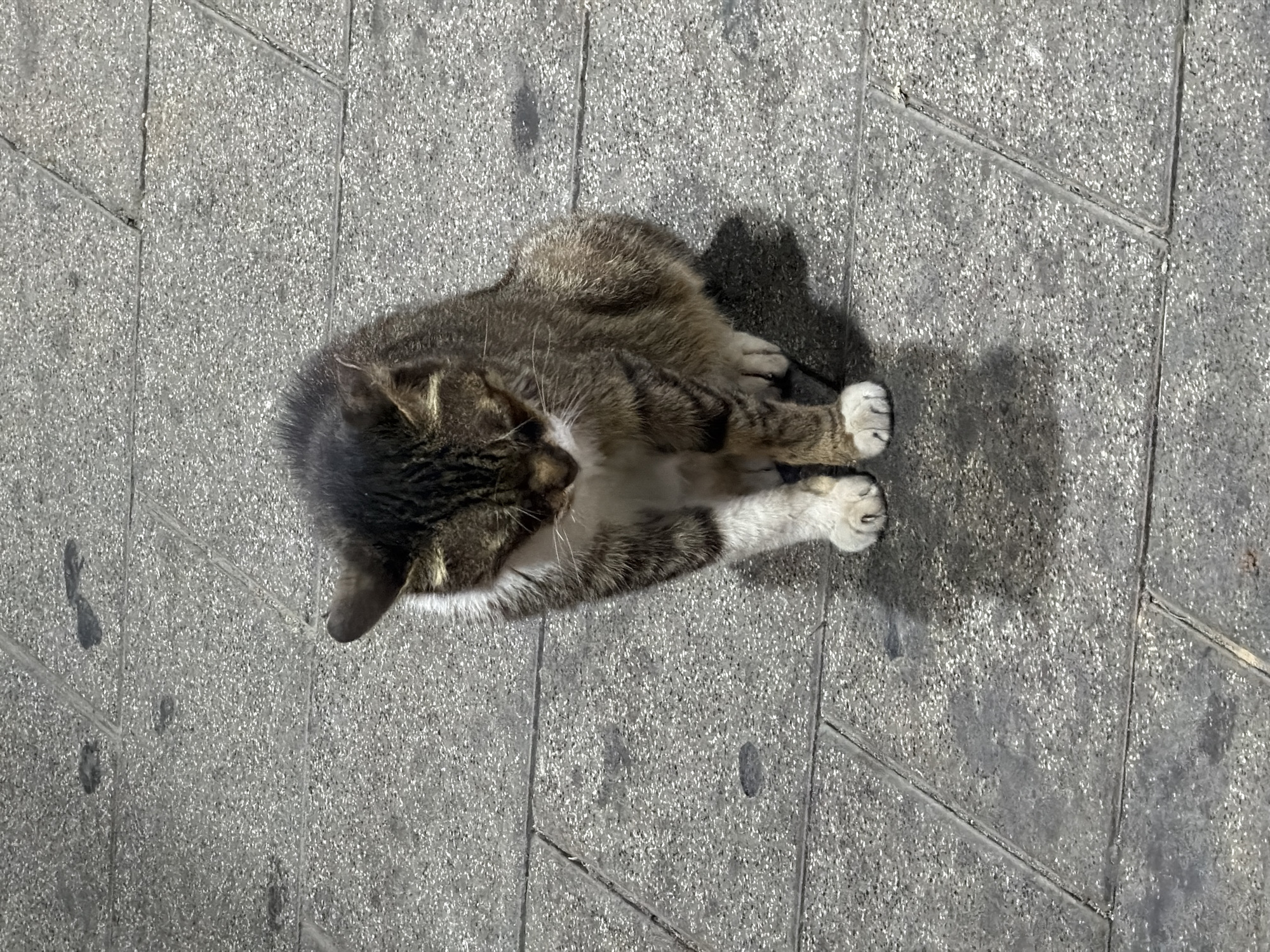 A cat rests on a gray, tiled pedestrian walkway. The cat has dark brown and black fur on its head and back, transitioning to a white chest and paws. It is curled up with its paws neatly tucked in. A distinct shadow is cast to the right of the cat, suggesting strong overhead lighting. The tiled walkway is made up of rectangular pavers. The location is not possible to determine, nor if it is even in Tel-Aviv.