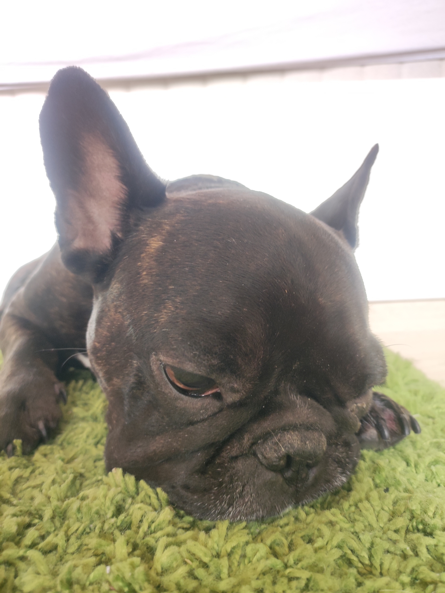 The image shows a close-up of a dark-brindle French Bulldog lying on a shaggy green rug. The dog's head is resting on the rug, with its eyes partially closed and looking downwards. The dog's ears are erect, with one ear tilted slightly forward. The background is a bright, out-of-focus white, suggesting an indoor setting with bright lighting, possibly near a window. No specific location in Burgoberbach, Germany is discernible from the image.