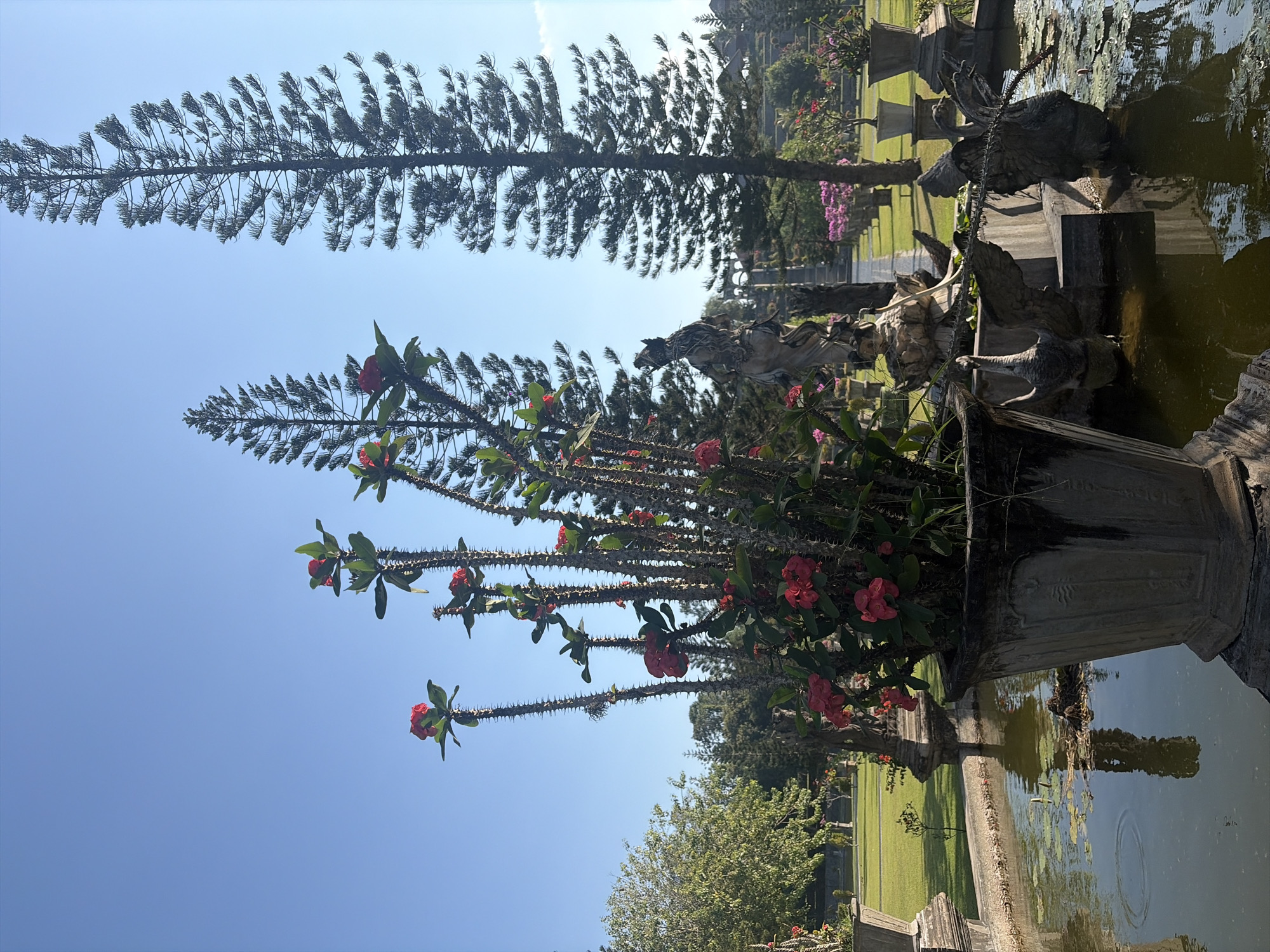 The image depicts a serene outdoor scene at the Tirta Gangga water palace in Karangasem, Indonesia. In the foreground, a large, weathered stone planter holds a vibrant Crown of Thorns plant with bright red flowers and thorny stems. The planter sits on the edge of a decorative pool, its dark water reflecting the surrounding elements. Various stone sculptures, including what appears to be a mythical creature or statue, are partially submerged in or bordering the pool.
Beyond the pool, manicured green lawns stretch towards the horizon, dotted with more stone planters containing various flowers and shrubs. Two tall, slender pine trees with distinctive needle-like foliage dominate the mid-ground, their dark silhouettes contrasting with the bright blue, clear sky. In the distance, architectural elements, possibly part of the palace complex, are visible, suggesting a traditional Indonesian aesthetic. The overall atmosphere is one of tranquility and natural beauty, enhanced by the architectural grandeur of the water palace.