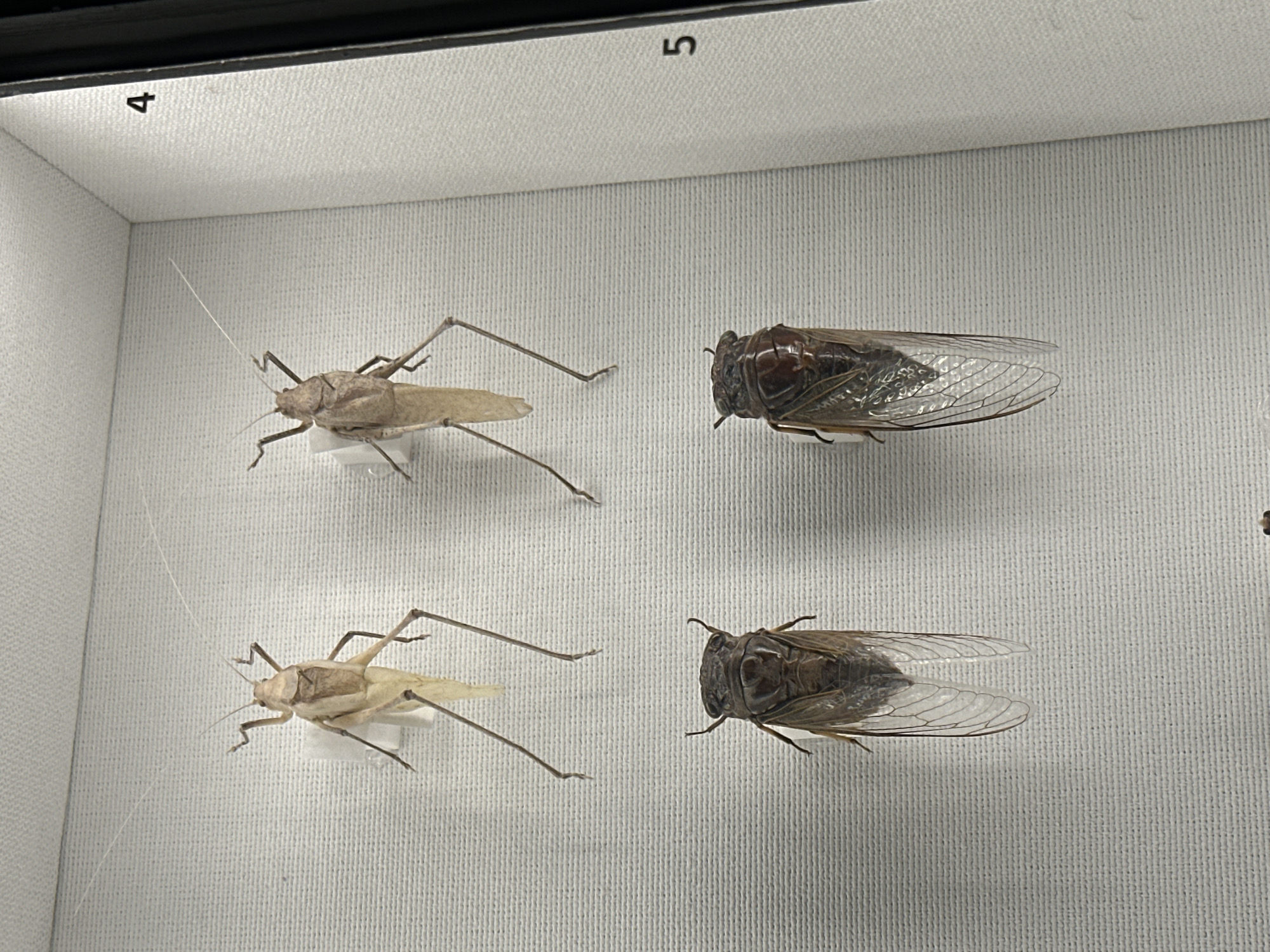 The image displays a portion of an insect collection, likely within a museum or educational institution, situated in Seoul, South Korea. The collection is mounted on a white, textured backdrop. In the upper section, two light-brown, dried insects, resembling grasshoppers or crickets, are pinned. They are positioned vertically, with their long legs extended. In the lower section, two dark-brown, dried insects, identified as cicadas, are also pinned. These cicadas are oriented with their bodies pointing downwards, their transparent, veined wings spread out. Numbers "4" and "5" are visible on the right side of the frame, indicating individual specimens or sections within the display. The lighting is even, illuminating the insects and their preserved state. The overall environment appears sterile and organized, characteristic of a scientific display.