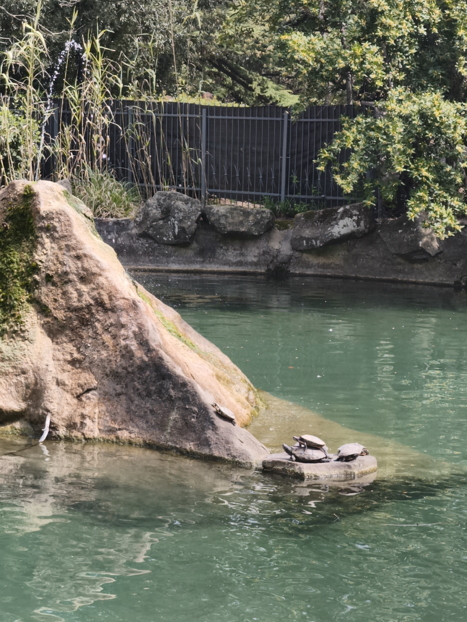 The image shows a pond in the city of Алупкинский городской совет, Ukraine. A large rock formation dominates the left side of the frame, with a smaller rock in the water in front of it. Several turtles are basking on the small rock. A waterfall feature is visible behind the rock formation, and a metal fence is present in the background, behind the pond. Lush green vegetation surrounds the pond. The water in the pond is green.