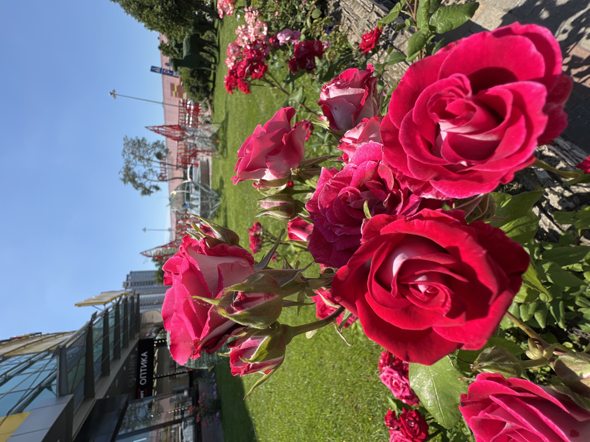 This medium close-up photograph captures a vibrant flower bed dominated by an assortment of roses, set against an urban backdrop on a clear, sunny day in Krasnodar, Russia. The image is primarily composed of deep red and bright pink roses, some in full bloom revealing intricate petals with lighter centers, while others are still tightly closed buds. Green foliage and blades of grass fill the spaces between the flowers in the foreground and midground.
In the background, a manicured green lawn extends towards several buildings and structures. On the left side of the frame, part of a modern building with reflective glass panels and a yellow awning is visible. A black sign on this building clearly displays the Russian word "ОПТИКА" (Optics). Further back, under a bright blue sky, several red, abstract, wire-frame structures, possibly art installations or decorative elements, are scattered across the grass, along with distant trees and light poles. The strong sunlight casts distinct shadows, indicating a midday or early afternoon setting. The overall scene conveys a cheerful and well-maintained urban garden environment.