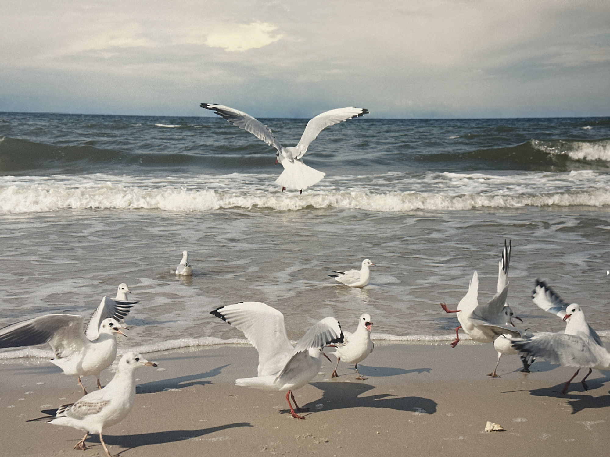 The image depicts a beach scene with several seagulls in the foreground and middle ground. In the background, the ocean meets the shore with gentle waves. The sky is overcast with clouds, suggesting a cool, possibly windy day. The sand is wet near the water's edge and appears dry further up the beach.
The primary subjects are the seagulls. One seagull is in mid-flight, with its wings spread wide, in the center of the image. Several other seagulls are standing on the wet sand or wading in the shallow water. One seagull on the left has its wings partially raised, as if preparing to fly or react to something. Another seagull in the center right is vocalizing, with its beak open. The birds are mostly white with some gray and black markings on their wings. They are gathered around the shoreline, likely foraging or interacting with each other.
The overall mood of the image is natural and dynamic, capturing a moment of activity among the seabirds. The lighting suggests it could be daytime, but the cloudy sky creates a diffused light. No text is visible in the image. The scene is reminiscent of a coastal environment, possibly a beach or shoreline in the Netherlands, given the context.