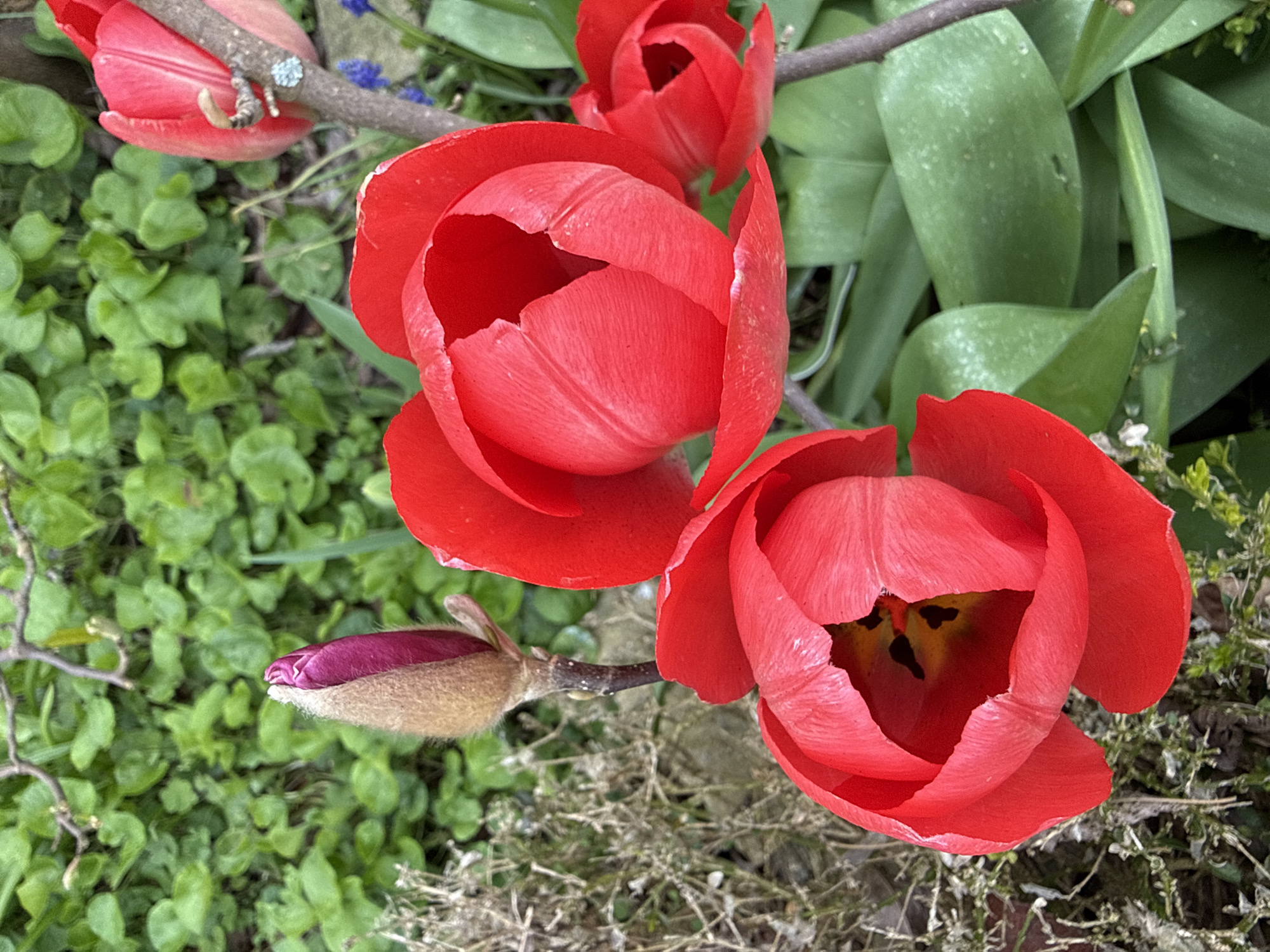 The image depicts a close-up view of red tulips blooming in a garden setting. The tulips are the focal point, displaying various stages of bloom from bud to full blossom. The background includes green foliage, stems, and some ground cover. The location, Great Yarmouth, United Kingdom, cannot be determined from the image.