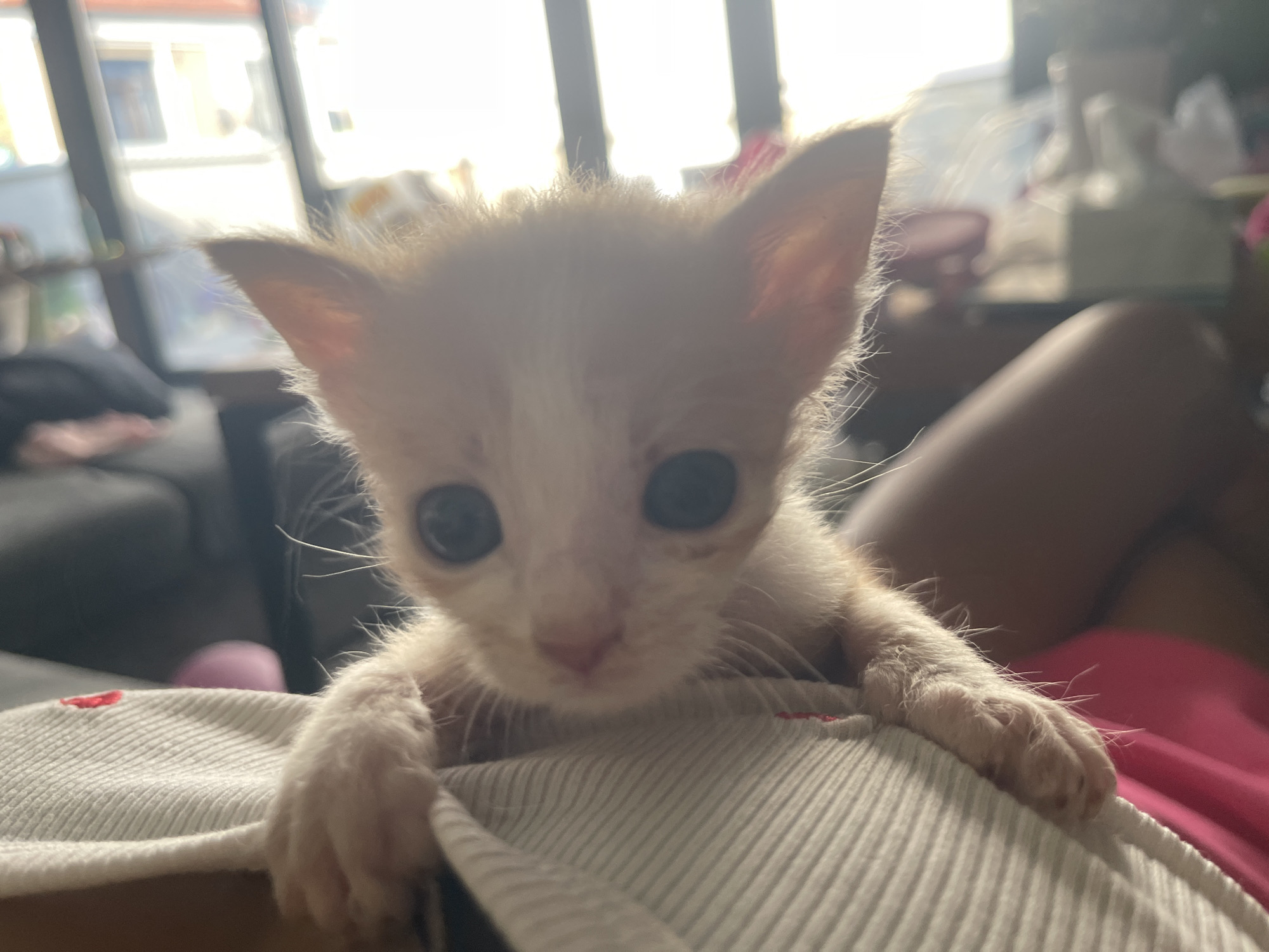 A close-up shot captures a very young, light-colored kitten with large, dark eyes and pointy ears. The kitten's face is centered, and it appears to be peering over the edge of a light-colored, ribbed fabric surface, with its front paws resting on it. The background is blurred, showing a domestic environment with windows and furniture, illuminated by bright natural light. The overall impression is of a candid, intimate moment with a young animal. The location in the city of Karlovo, Bulgaria is not discernible from the provided image.