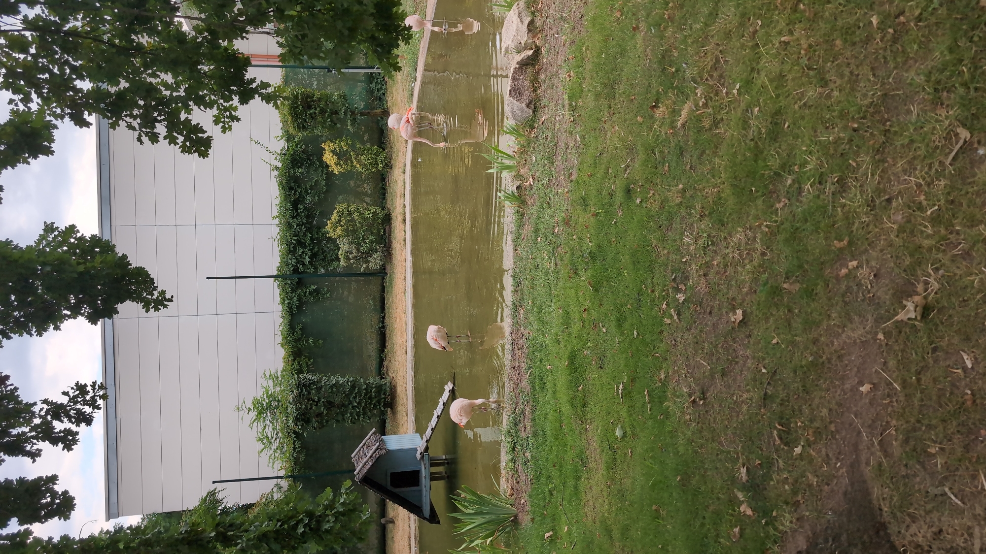 In Viernheim, Germany, this image captures a zoo enclosure featuring a pond with several flamingos. A light blue, A-frame birdhouse with a ramp is situated on the left side of the pond. Four pink flamingos are visible, three standing in the water and one with its head down as if feeding. The water is murky green, and the pond is surrounded by a concrete border and grassy areas. In the background, a tall, light-colored building with horizontal paneling is visible, and trees with green foliage frame the top and sides of the image. A fence covered in ivy runs along the back of the enclosure.