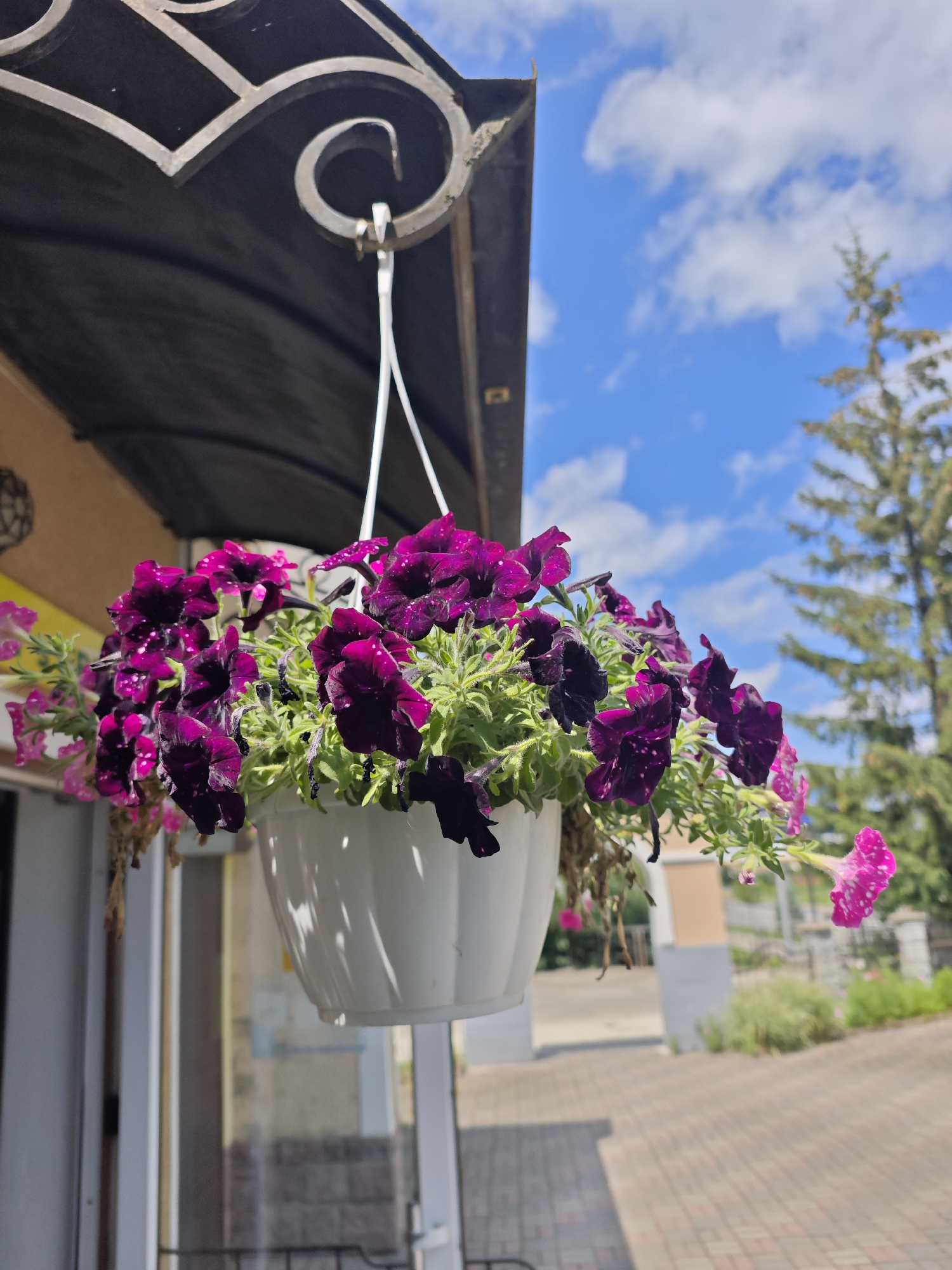 A white hanging flower pot is filled with dark purple petunias with some pink petunias on the side. The pot is hanging from a metal bracket attached to a dark awning, which is attached to a building. The background shows a blue sky with white clouds, a tall green tree, and a paved walkway. The scene is outdoors.
