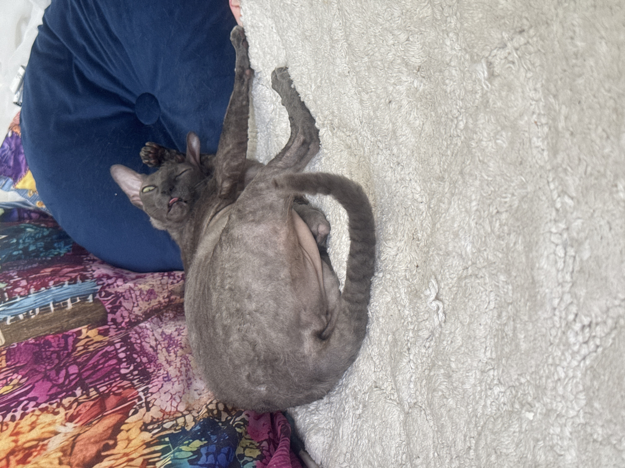 A grey, hairless cat is lying on its side on a white, fluffy rug. The cat is facing to the left and its tongue is sticking out. Behind the cat is a large, round, dark blue cushion. To the left of the cushion is a colorful, patterned fabric. The scene is indoors, likely in a home. There is no visible indication of the location being in Ramat Gan, Israel.