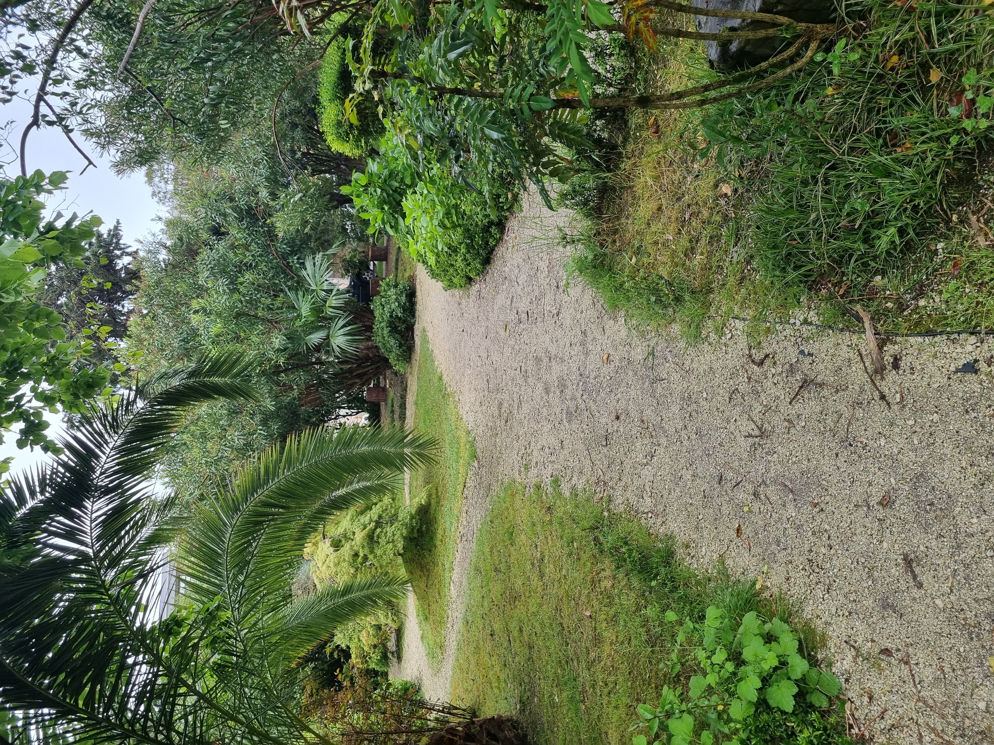 The image shows a path in a park located in Sochi, Russia. The path is covered in small gravel and winds through lush greenery, including palm trees and other dense foliage. The vegetation lines both sides of the path. In the distance, a bench is visible beside an unoccupied parked car. The sky is overcast.