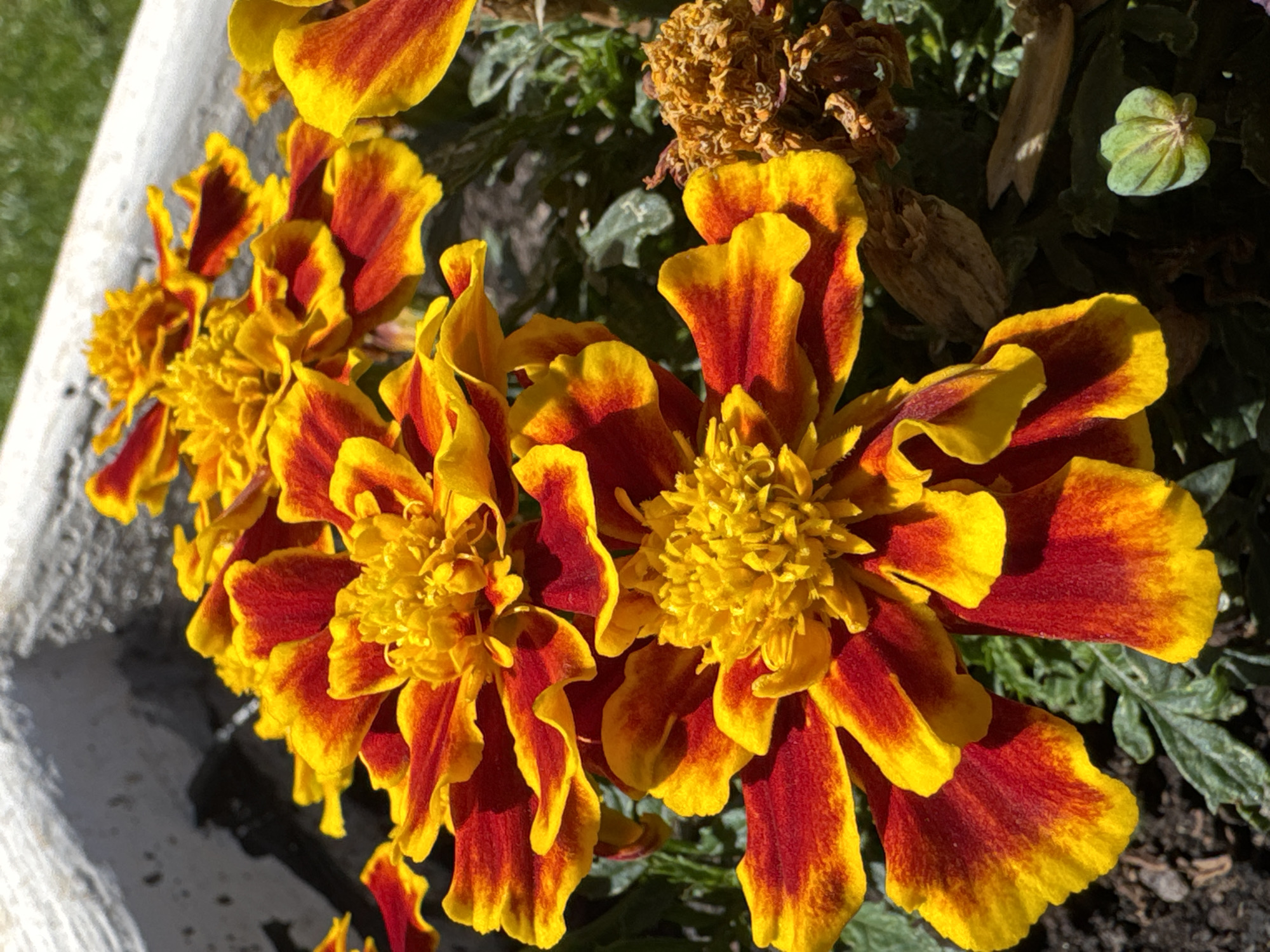 A close-up, high-angle shot features two vibrant marigolds in the foreground, their petals a striking gradient of deep red to bright yellow. The marigold on the left is slightly out of focus, while the one on the right is in sharp focus, revealing the intricate texture of its ruffled petals and the dense, golden center. In the background, blurred greenery suggests a garden setting. A dry, brown flower head is visible to the right of the main subjects, along with a small, green seed pod. The scene is illuminated by bright sunlight, casting distinct shadows on the petals and surrounding soil. The concrete edge of a planter box is visible along the top left of the frame, with a hint of green grass in the upper right corner. The image appears to be taken outdoors, in a sunny location.
