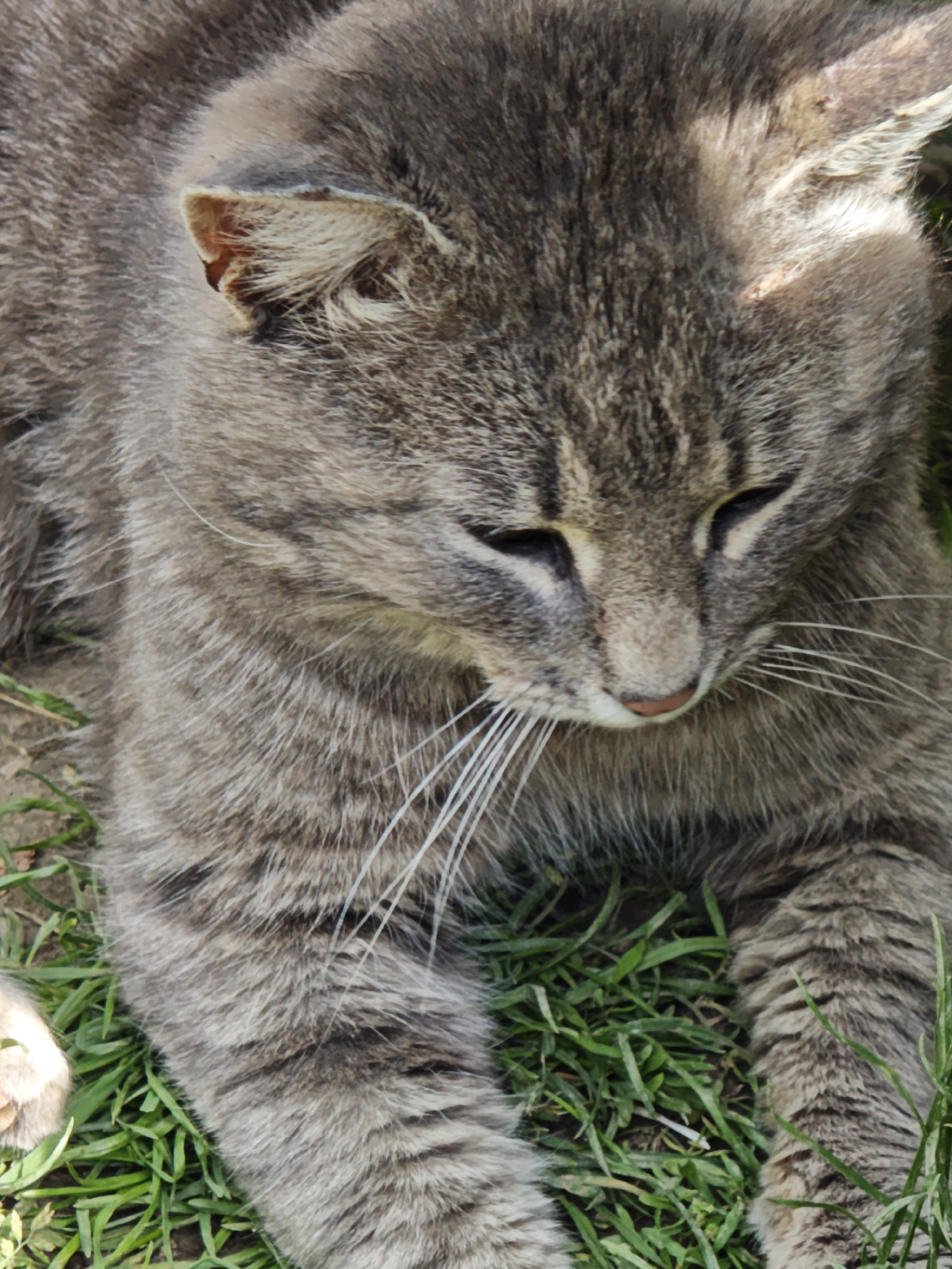 A gray tabby cat is lying on a patch of green grass. The cat's eyes are partially closed. The location is Parkhomivka, Ukraine.