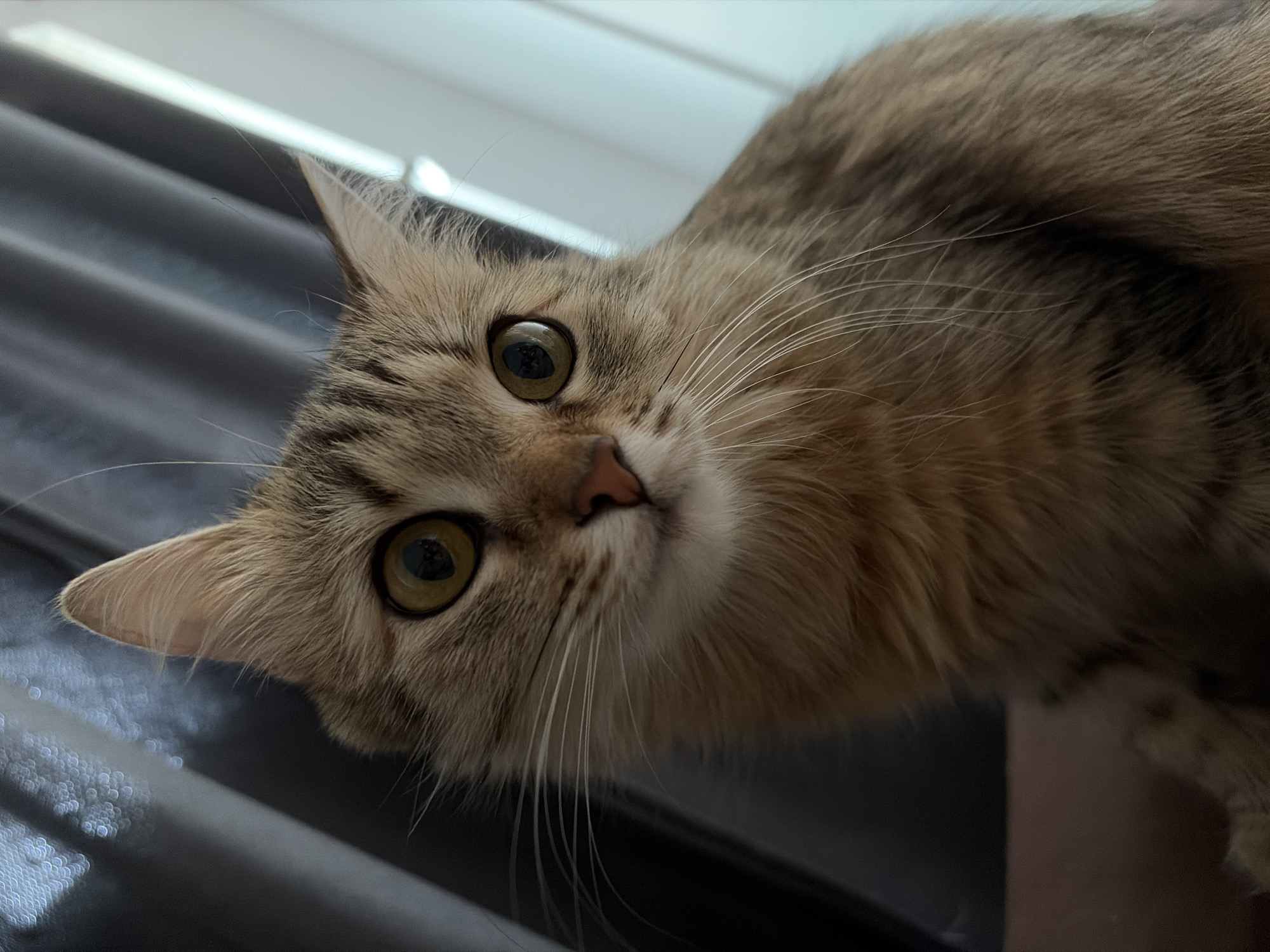 A close-up, high-angle shot shows a tabby cat with large, round, golden-green eyes looking up at the camera. The cat's fur is a mix of brown, tan, and black, with white whiskers. The background is blurred, but appears to include a gray, textured surface, possibly blinds, and a glimpse of a white window frame. No information suggests this image was taken in Chaikovsky, Russia. The image contains only the cat and blurred background elements.