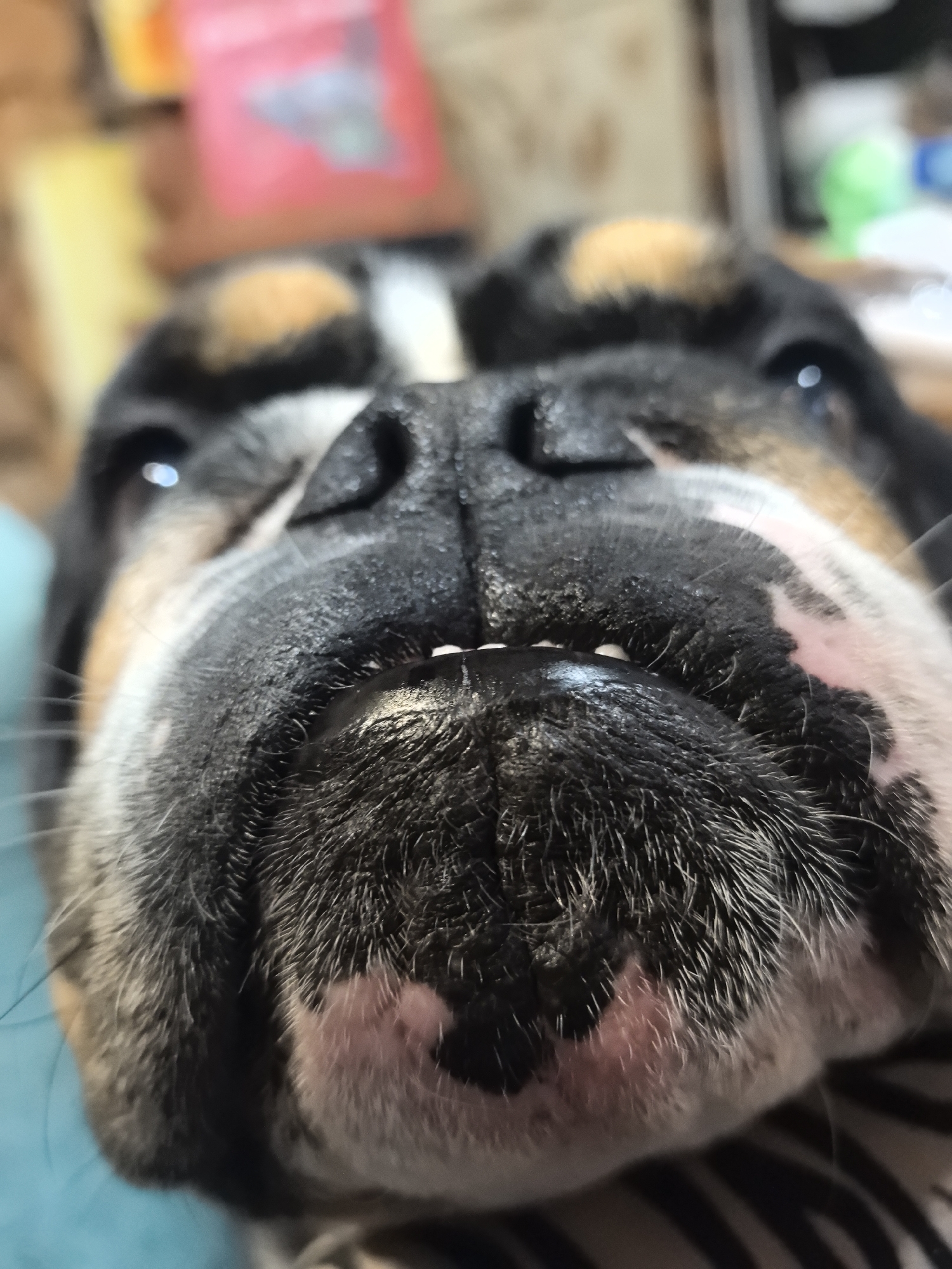 A close-up shot focuses on the face of a bulldog. The dog has a black nose and a white stripe on its forehead. Its mouth is slightly open, revealing its teeth. The dog's fur is a mix of black, brown, and white. The background is blurred, but it appears to be an indoor setting with various objects and colors. The image does not depict any location in the city of Noviy, Russia.