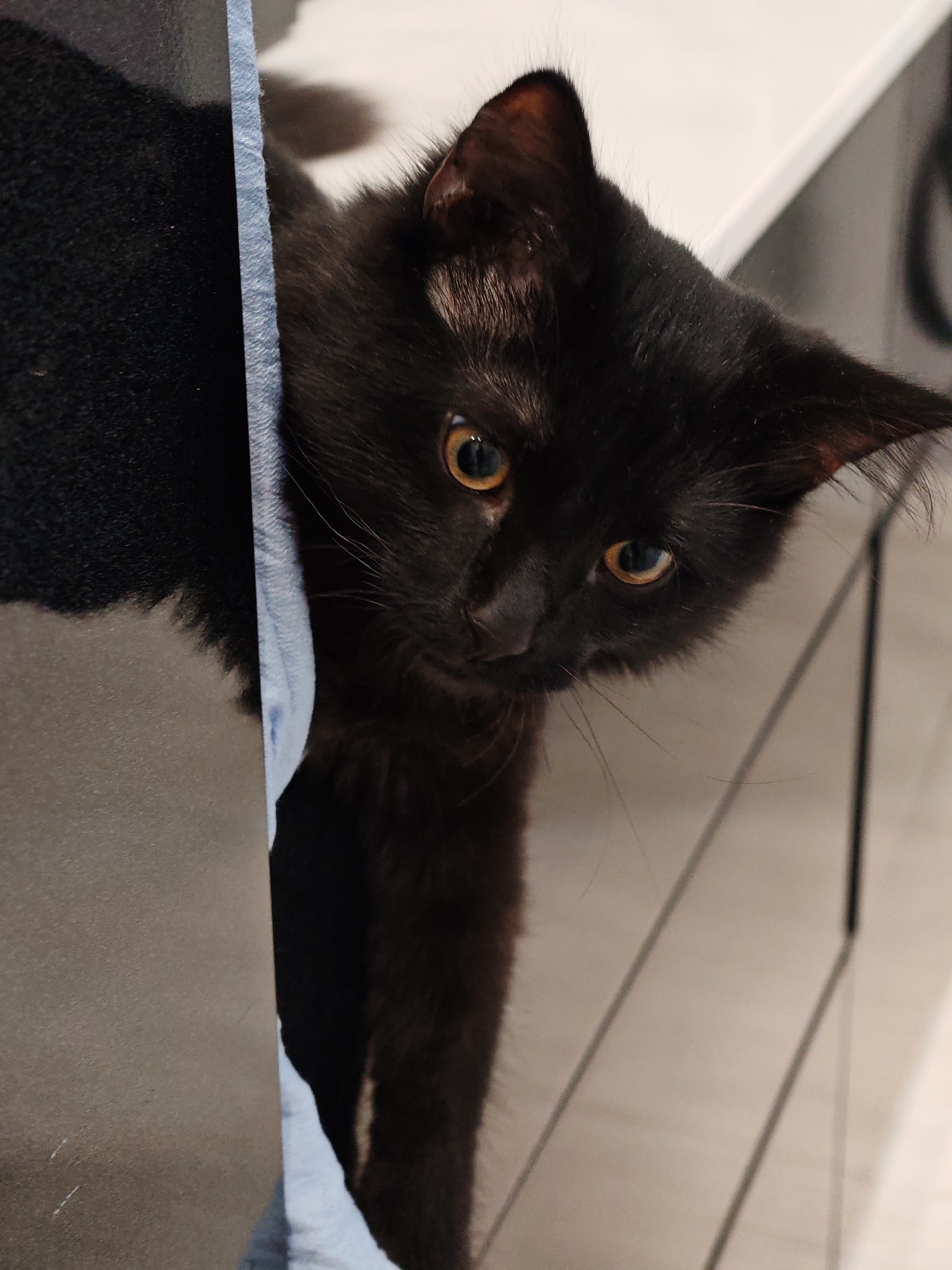 A close-up, eye-level vertical shot shows a black kitten peeking around a light blue fabric. The kitten's head is tilted and it's looking directly at the camera with wide, yellow eyes. Its fur appears fluffy and dark, with some lighter brown undertones visible near its ears. The background is blurred but suggests an indoor environment with a smooth, light-colored surface and some dark lines, possibly part of furniture or shelving. The lighting is soft, highlighting the kitten's facial features and the texture of its fur.