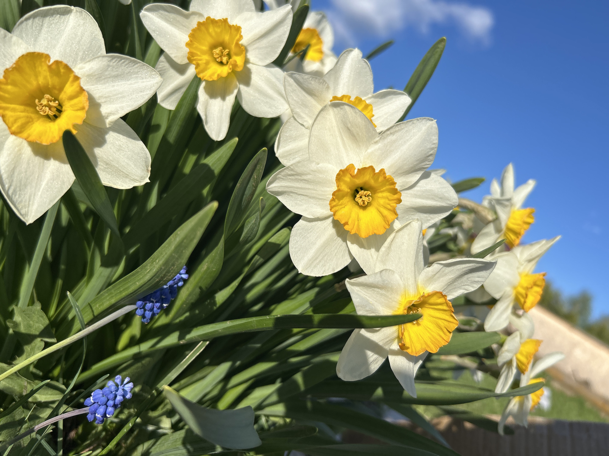The image features a close-up of white daffodils with yellow centers, set against a bright blue sky with a few scattered clouds. Some blue flowers are also visible, mixed in with the greenery. The location, Кадряково, Russia, is not apparent in the image's content. The scene is focused on the flowers and the sky, suggesting a springtime setting. There are no people visible.