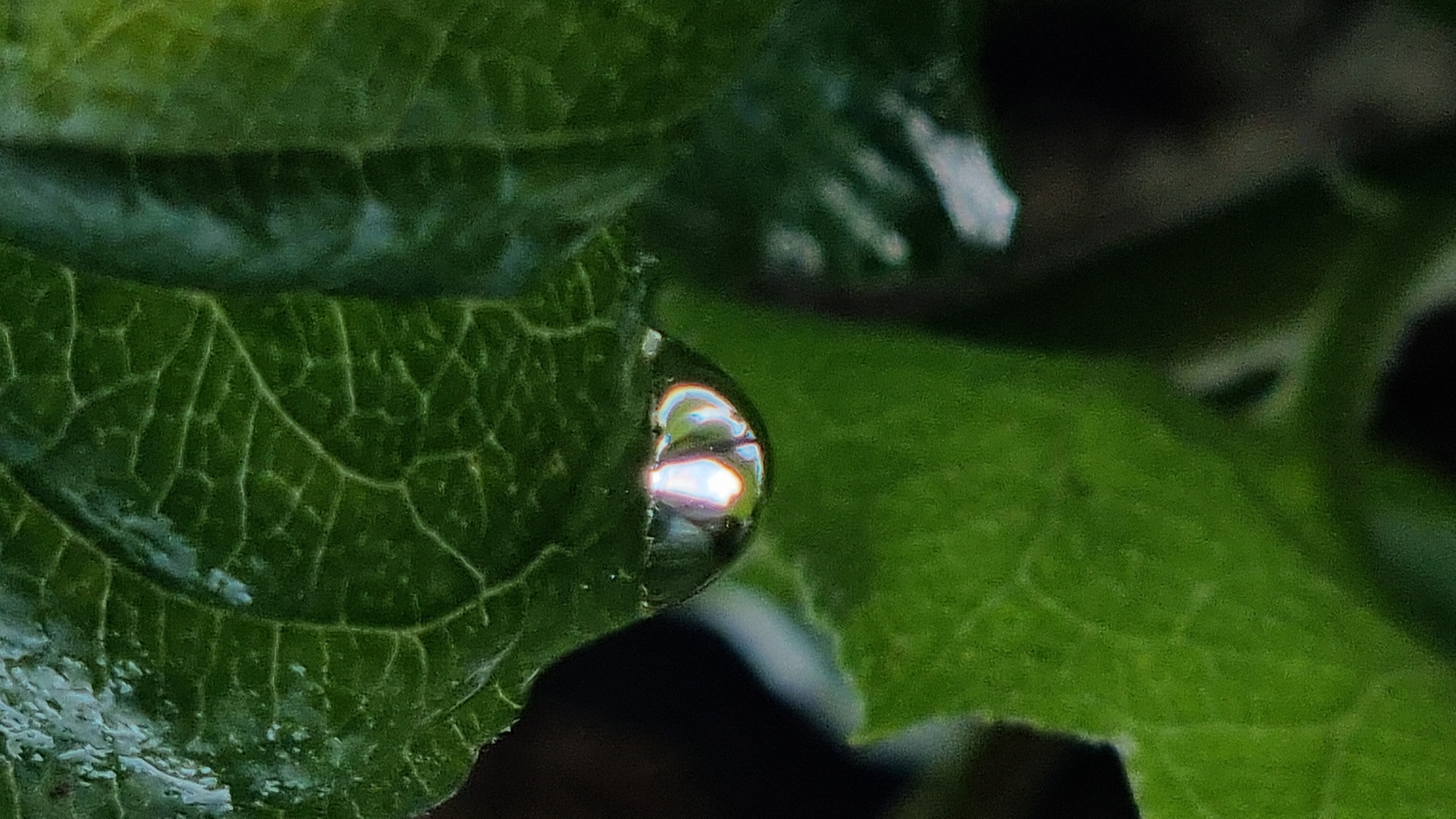 This is a macro photograph of a water droplet clinging to the edge of a vibrant green leaf. The leaf displays prominent venation, with a network of lines visible across its surface. The water droplet acts as a lens, magnifying and reflecting the surrounding environment within its curved surface, showing hints of bright, colorful light, suggesting it is daytime with sunlight present. The background is softly blurred, with darker tones and some lighter, indistinct shapes, hinting at other foliage or shadows. The overall impression is one of delicate natural beauty and the intricate details of plant life. The context of Vysokoe, Russia, provides a geographical setting for this natural scene. There is no visible text in the image.