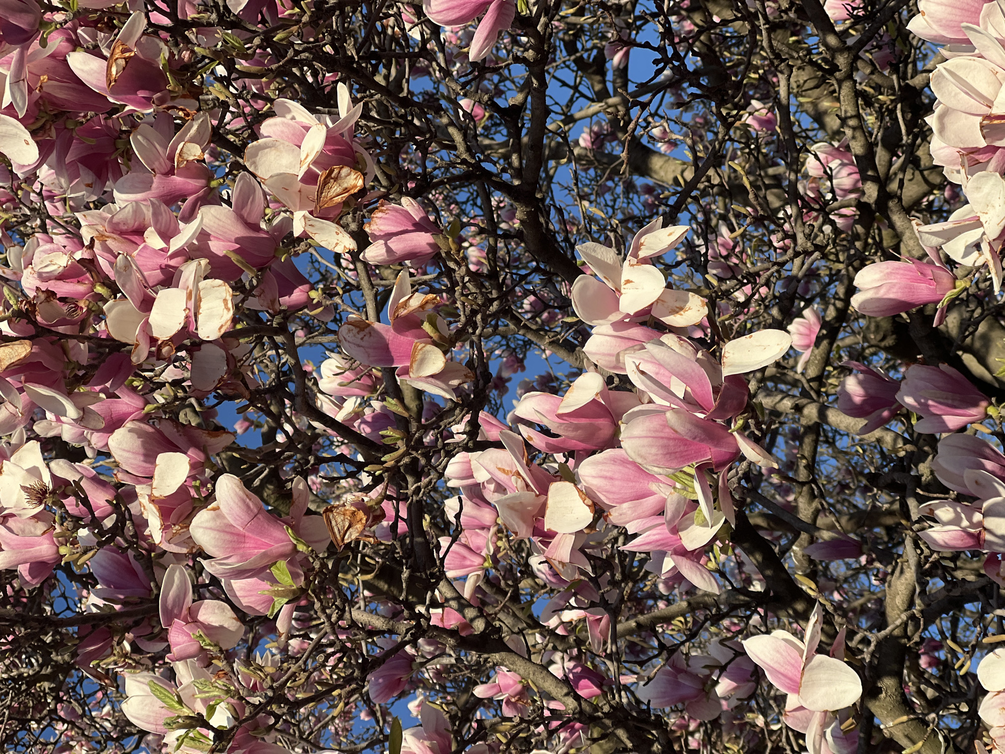 The image captures a close-up view of a tree adorned with pink and white blossoms, likely taken in an outdoor setting. The blossoms are abundant, filling the frame and partially obscuring a blue sky visible through the branches. The tree's branches are bare, suggesting it is early spring. The location is unspecified within the city of New York, United States of America. No people or animals are visible in the frame.