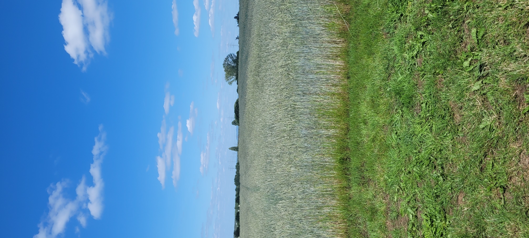 This vertical image presents a rural landscape under a bright blue sky with scattered white cumulus clouds, located in the vicinity of Dietzenbach, Germany. The foreground is dominated by a strip of uncultivated green grass, showing varied growth and visible soil patches. Immediately beyond, a vast field of uniformly tall, light green cereal crops, likely wheat or rye, extends into the midground towards the horizon. A subtle, darker path or track is visible traversing the crop field from the left towards the center. The background reveals a distant, irregular treeline composed of dark green deciduous trees and bushes. Several prominent electrical power line pylons are observable above and behind the treeline. The far horizon shows a faint, hazy outline of distant terrain, possibly low hills or mountains. The scene is devoid of any visible people, animals, or vehicles, captured under clear, bright daylight conditions.