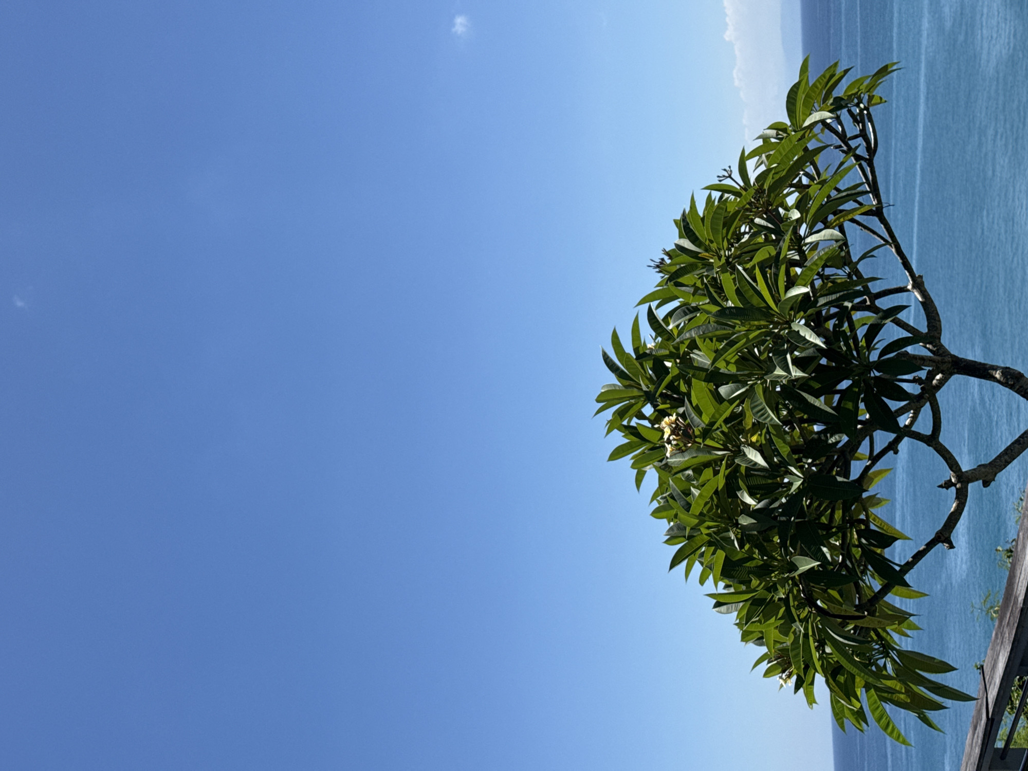 The image displays a vibrant tropical coastal scene, rotated 90 degrees clockwise. On the left side of the frame, a clear, expansive blue sky dominates, with a solitary, faint white cloud visible in the upper left. A lush green tree, likely a frangipani or plumeria, occupies the right side of the image, showcasing its dense foliage and visible branches. A few small, light-colored blossoms are discernible amidst the dark green leaves. Below and behind the tree, a serene, deep blue ocean stretches out horizontally, its calm surface reflecting the bright daylight. A subtle, lighter blue horizon line is visible in the distance over the sea. A small, dark wooden structure, possibly a railing or fence, is partially visible at the bottom right corner, suggesting an elevated viewpoint overlooking the ocean. The bright, even lighting indicates it is daytime, likely midday or early afternoon, under clear and sunny weather conditions. The scene evokes a sense of peace and natural beauty in a coastal setting, consistent with Kuta Selatan, Indonesia. There are no people or visible text present.