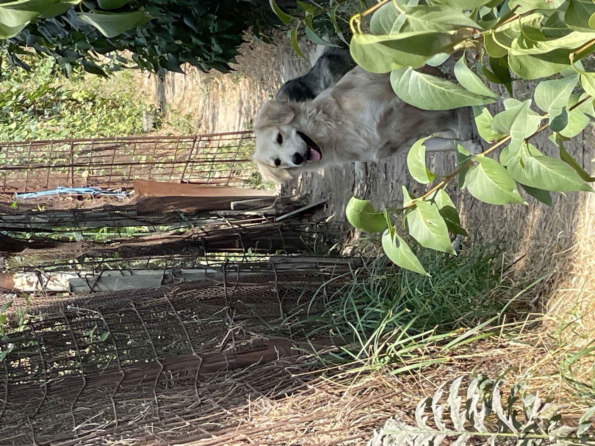A light-colored dog with a dark patch on its back is sitting on a dirt path in a rural or overgrown outdoor setting. The dog is facing the camera with its mouth open and tongue visible, appearing to be panting or smiling. Behind the dog, another dog with dark fur is partially visible, lying down. The path is surrounded by vegetation, including tall green plants and dried grasses. A rusty metal fence is visible on the left side of the image, and a metal gate can be seen further down the path. The scene is lit by bright sunlight, casting shadows. This image was taken in Aktau, Kazakhstan.