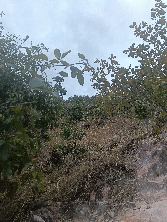 The image displays an outdoor natural landscape in Kalitini Centre, Kenya. The scene features a sloping terrain under an overcast, light grey sky. In the foreground, dense green tree foliage with visible branches and leaves frames the left side, with additional sparse branches and leaves appearing on the right. The midground is dominated by an area of dry, light brown, wispy grass covering a portion of the hillside. Below this dry vegetation and extending into the lower right section of the image is an exposed rock face, exhibiting mottled colors of pink, grey, and dark brown. The background reveals a denser expanse of green trees and shrubs on what appears to be higher ground. No individuals or man-made objects are present in the scene.