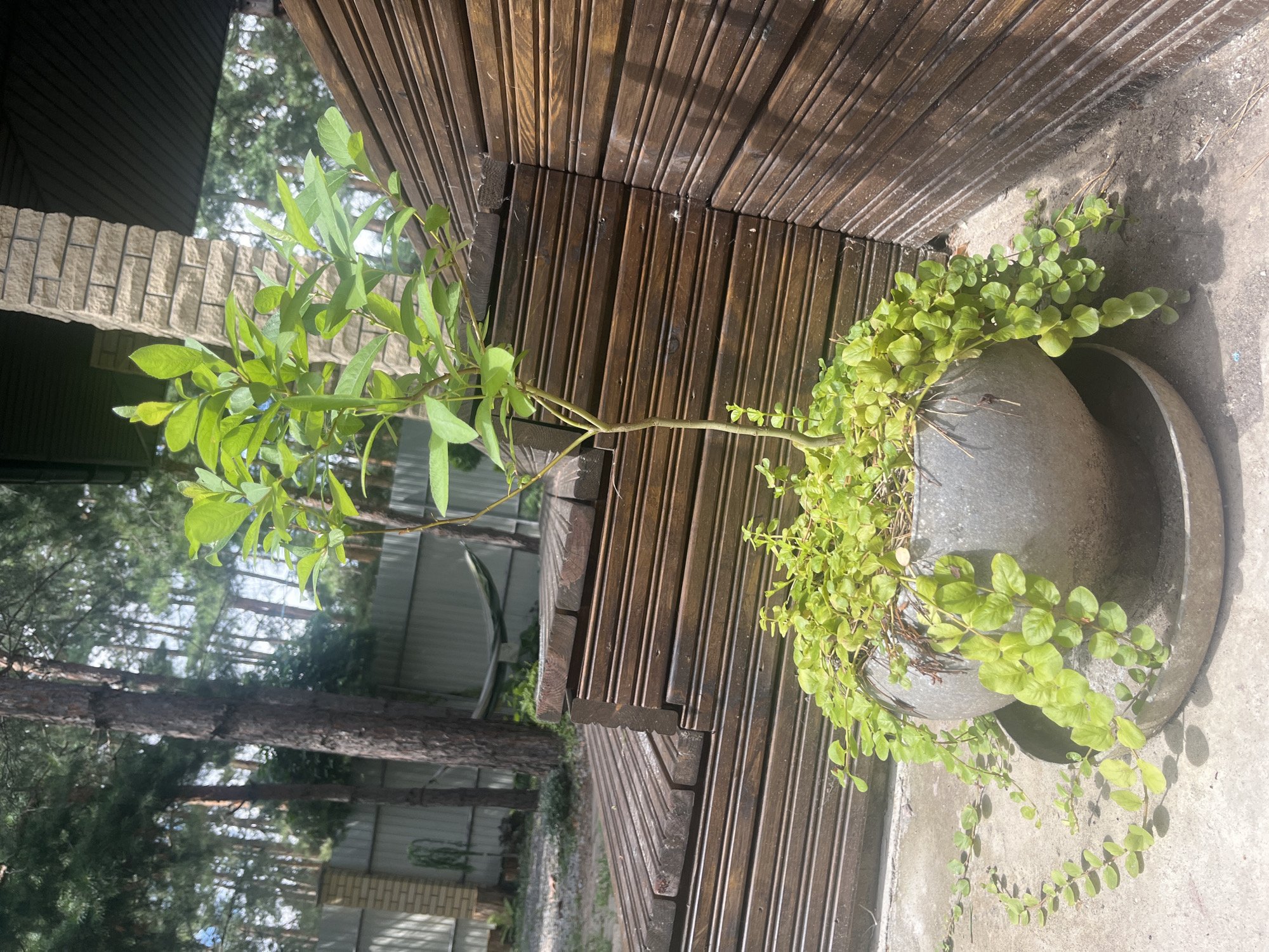The image captures a potted plant on a concrete surface in an outdoor setting. The plant has a thin, vertical stem with vibrant green leaves at the top and a cascading green vine with small leaves growing out of the pot. The pot itself is a round, gray planter with a matching saucer underneath. Behind the plant, a dark wooden structure, possibly a deck or wall, is visible, with its horizontal planks creating a textured surface. To the left of the wooden structure, a beige brick pillar supports an overhead roof. The background reveals a fenced yard with tall pine trees and a hammock hanging between two trees. The ground is a mix of concrete and gravel, with some fallen pine needles. The overall scene appears to be a backyard or garden area. The location is identified as Starozhivotinnoye, Russia. There are no people or animals present in the image.