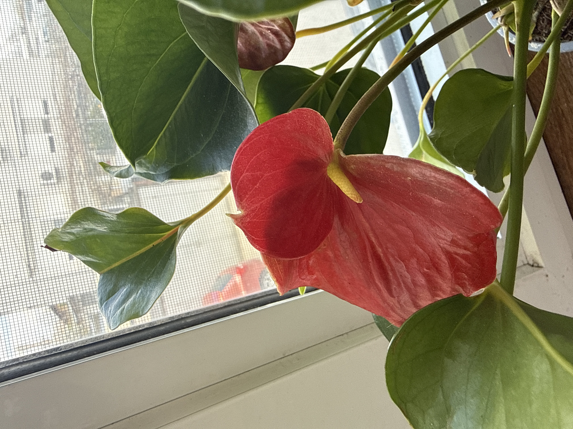 A close-up shows a potted anthurium plant in front of a window. The plant has large, glossy green leaves and a prominent red flower with a yellow spadix. The window has a screen. The location is not determinable from the image.