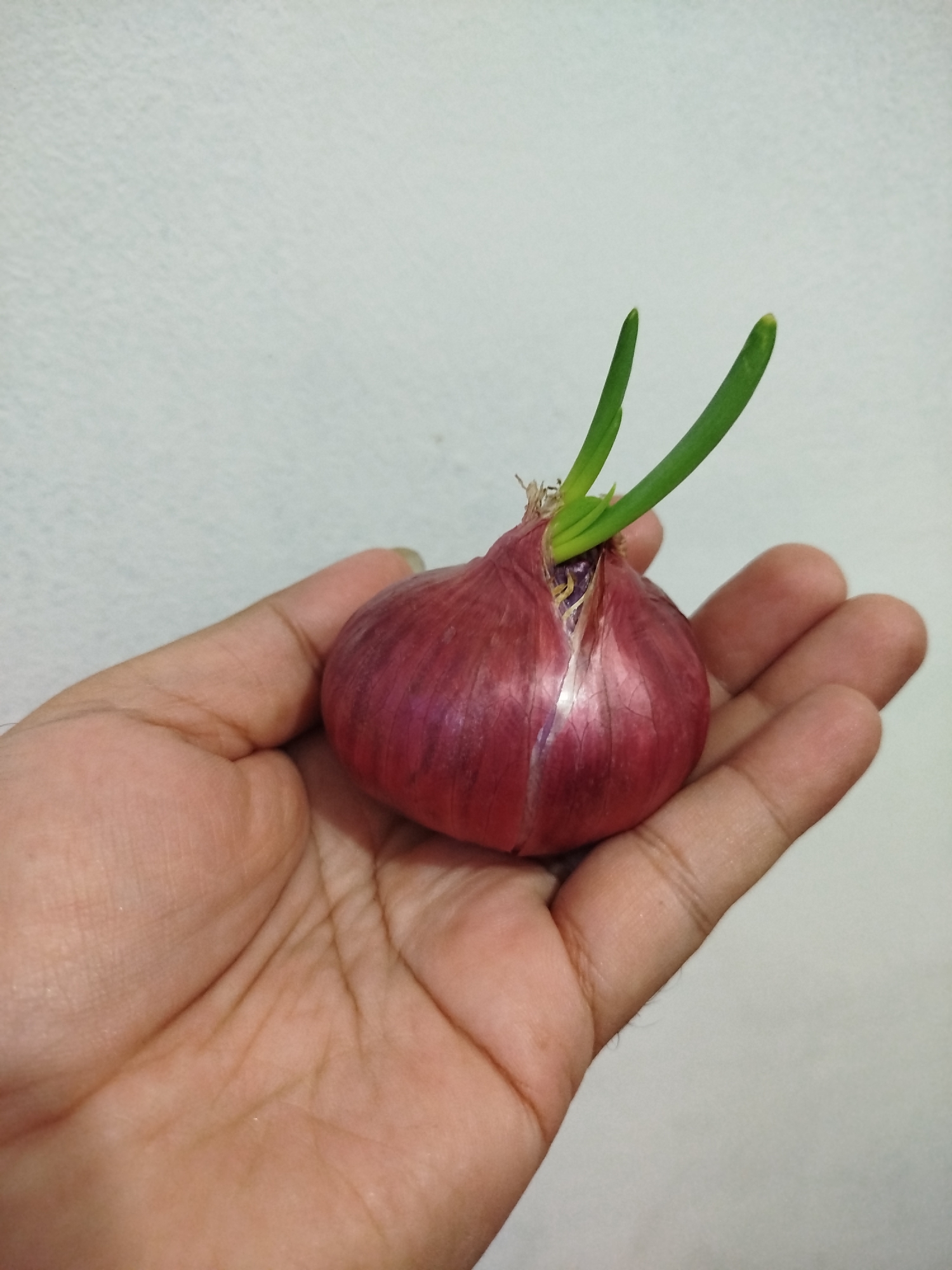 A person's hand, held palm up, supports a red onion with two green sprouts emerging from its top. The background is a plain, light-colored wall. This image was captured in Bandungrejo, Indonesia.