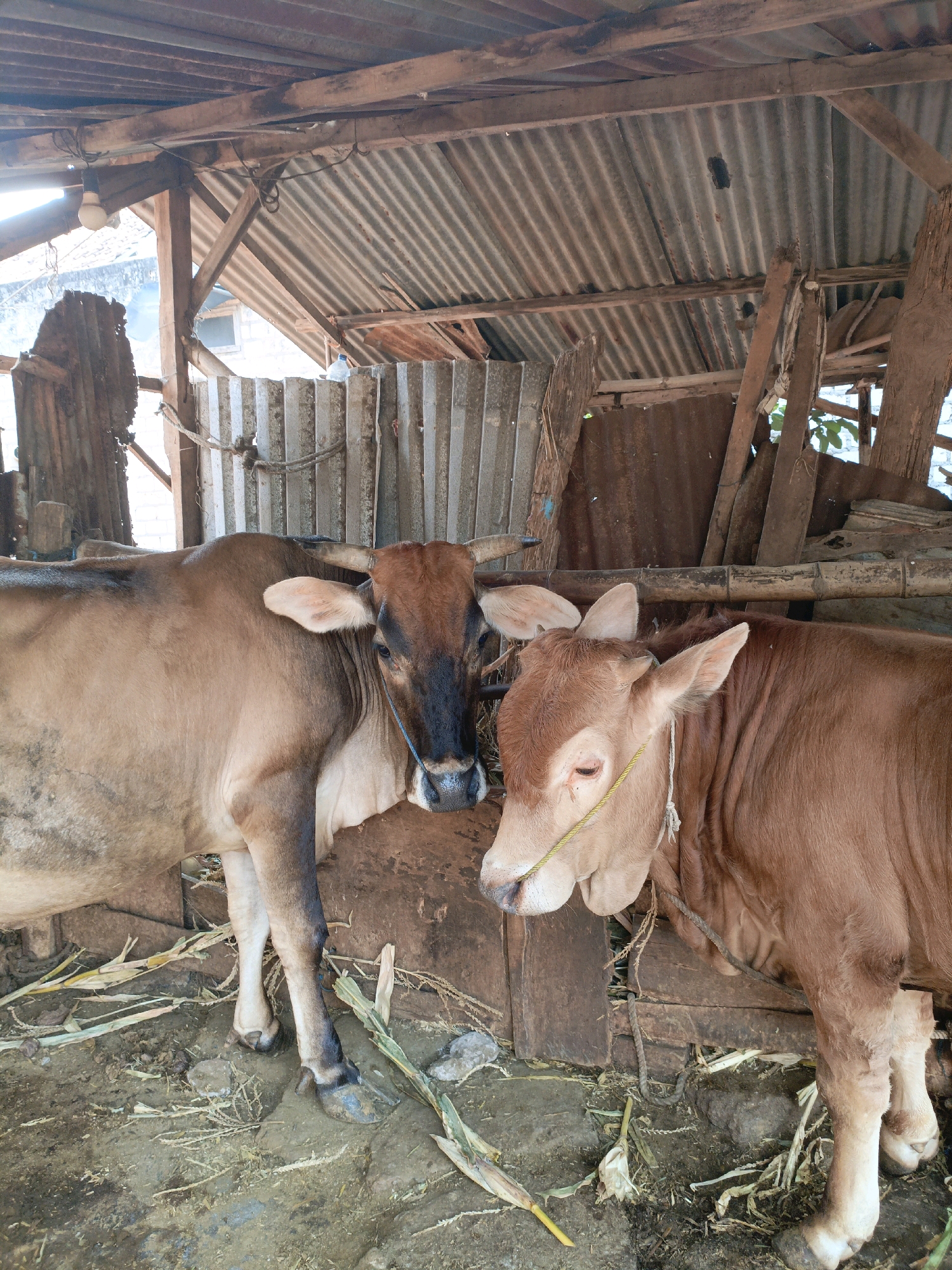 The image depicts two cattle, likely a mother and calf, in a rustic enclosure. The larger, brown cow on the left is standing next to a younger, lighter brown calf on the right. They are positioned close together, with the larger cow appearing to lean slightly towards the calf. Both animals have ropes around their necks. The enclosure has a corrugated metal roof supported by wooden beams and poles. The walls are constructed from a mix of materials, including corrugated metal and rough wooden planks. The ground is covered in dirt, straw, and some dry plant matter. The overall scene suggests a simple farm or animal pen in a rural setting. The location is identified as Jenu, Indonesia.