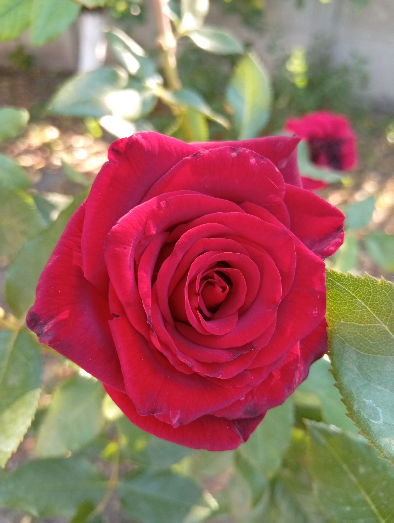 A close-up, eye-level shot focuses on a deep red rose in full bloom. The rose is the primary subject, filling most of the frame, with its velvety petals spiraling inward to a tightly furled center. The edges of some petals show subtle browning or darkening. To the right of the rose, a serrated green leaf is visible, its veins clearly defined. In the background, the scene is blurred with soft green foliage and patches of sunlight creating bokeh. Another less distinct red bloom is visible in the upper right portion of the background, also out of focus. The lighting suggests it is daytime, with sunlight casting highlights on the petals and leaves. The setting appears to be an outdoor garden.