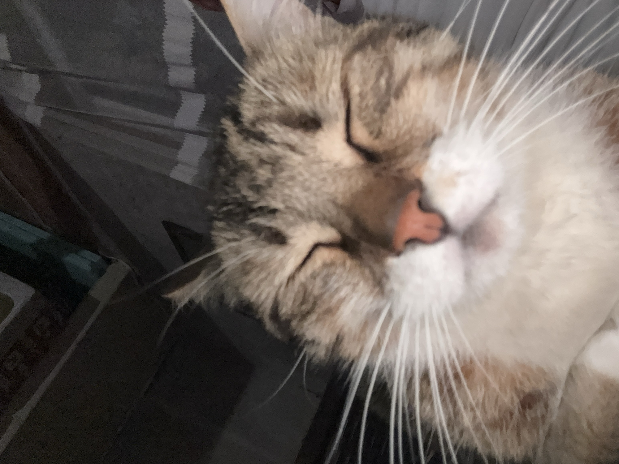 The image captures a close-up view of a sleeping cat's face. The cat exhibits a mix of tabby and calico patterns, with shades of brown, white, and lighter reddish-brown fur, especially noticeable around its nose and on its chest. Its eyes are closed, suggesting deep rest or sleep, and a soft pink nose is prominent in the center of its face. Long, delicate white whiskers extend outwards from its snout, contrasting with the darker fur. The cat's fur appears soft and well-groomed.
The cat is positioned against a blurry background, which appears to be a textured fabric, possibly a blanket or cushion, featuring subtle horizontal and diagonal striped patterns in varying shades of grey and white. The lighting is subdued and even, indicating an indoor setting. The overall mood conveyed is one of peacefulness and comfort, reflecting the cat's serene state. No visible text or specific objects other than the cat and the background fabric are discernible. The scene is situated in Dobrogled, Bulgaria.
