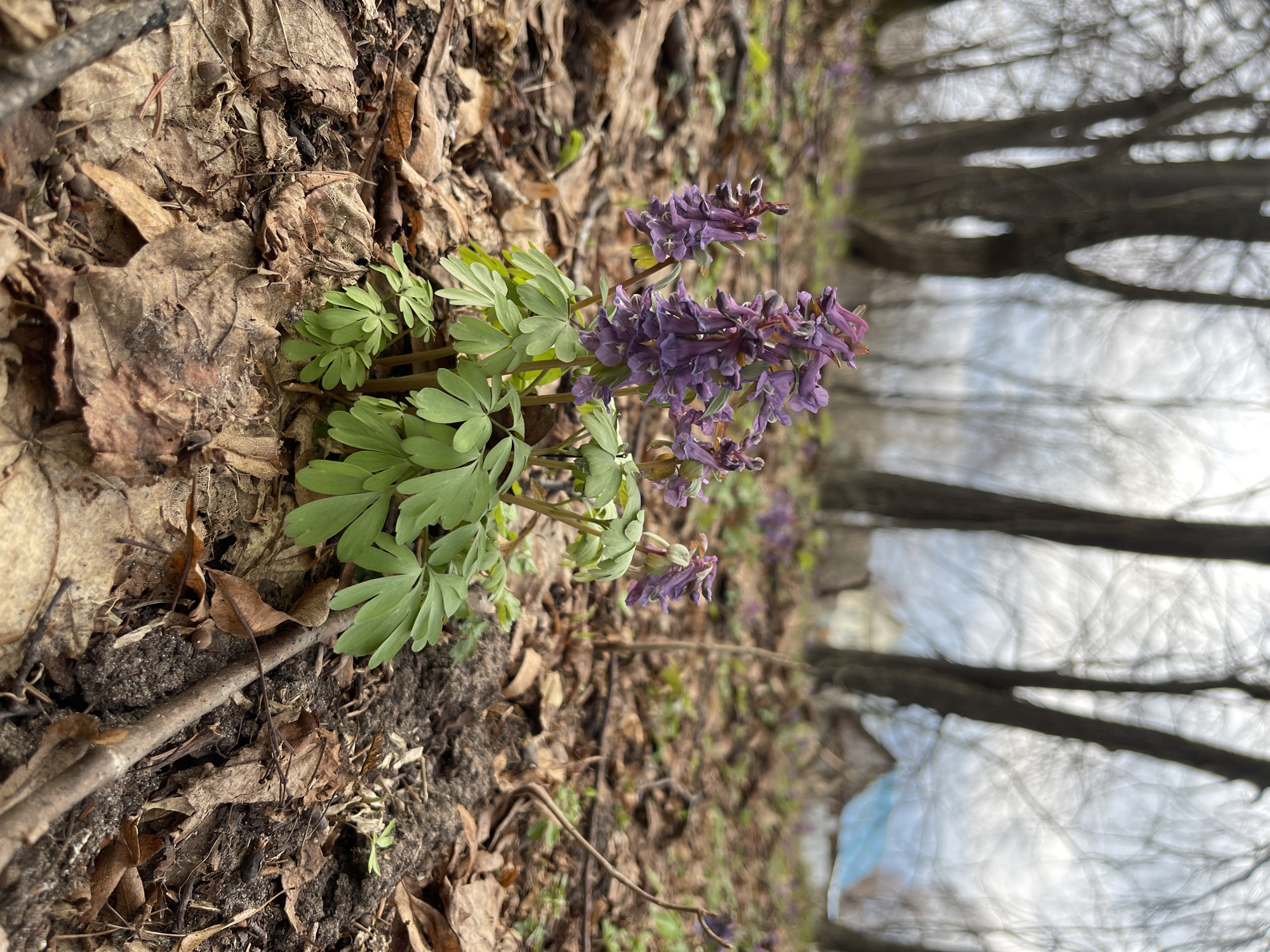 The image presents a natural scene, rotated 90 degrees clockwise from its likely original orientation, focusing on a patch of flowering plants on the forest floor. In the foreground and mid-ground, a cluster of plants with vibrant green, deeply lobed leaves stands out against a bed of dried, brown, and decaying fallen leaves, interspersed with dark soil and small twigs.
The prominent subject is a plant, likely Corydalis, featuring multiple stalks bearing dense racemes of purplish-pink to violet-colored flowers. The individual blooms are small and tubular, forming upright clusters. The ground cover is composed mostly of various shades of brown and tan dried leaves, suggesting a woodland environment during early spring, when these ephemeral plants typically bloom before the tree canopy closes. Some bare soil patches are visible around the base of the plants.
In the blurred background, several dark, vertical tree trunks and branches are discernible against a bright, hazy sky. Their bare appearance reinforces the sense of early spring or late winter. The soft focus of the background helps to emphasize the detail and color of the flowering plants in the foreground.
The scene appears to be set during daytime, under natural light conditions. There are no people or animals visible, nor any discernible human activity. No visible text is present in the image. The overall impression is one of natural tranquility and the emergence of life in a forest setting in Zhigalki, Russia.