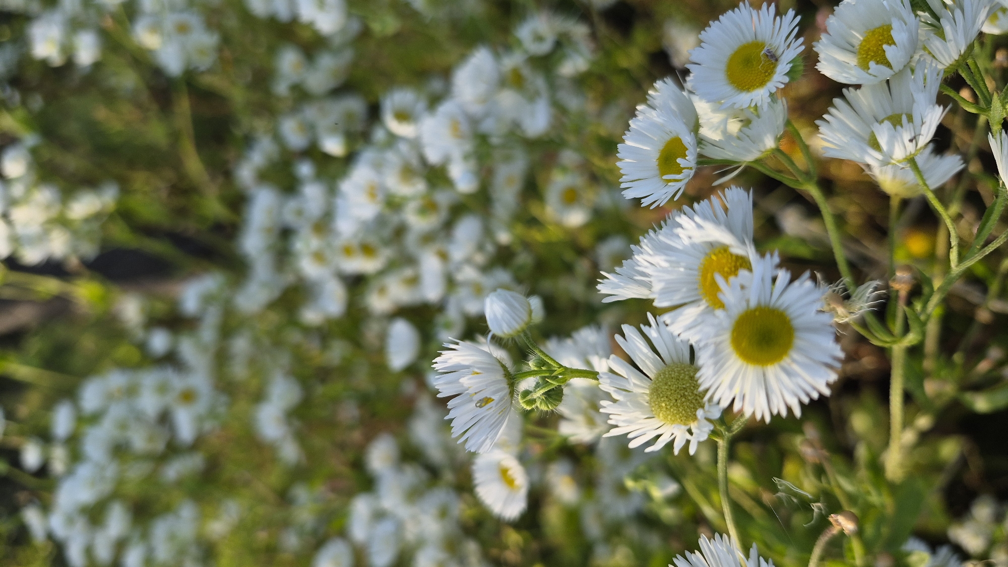 The image shows a close-up, vertical view of a patch of white daisy-like flowers with yellow centers. The flowers are in focus in the foreground and middle ground, with a blurred background of more flowers and green foliage. The lighting suggests it is daytime, with the sun casting a warm glow on the scene. There is no indication of human presence or activity. The image does not provide any information about its location in the city of Krauja, Latvia.