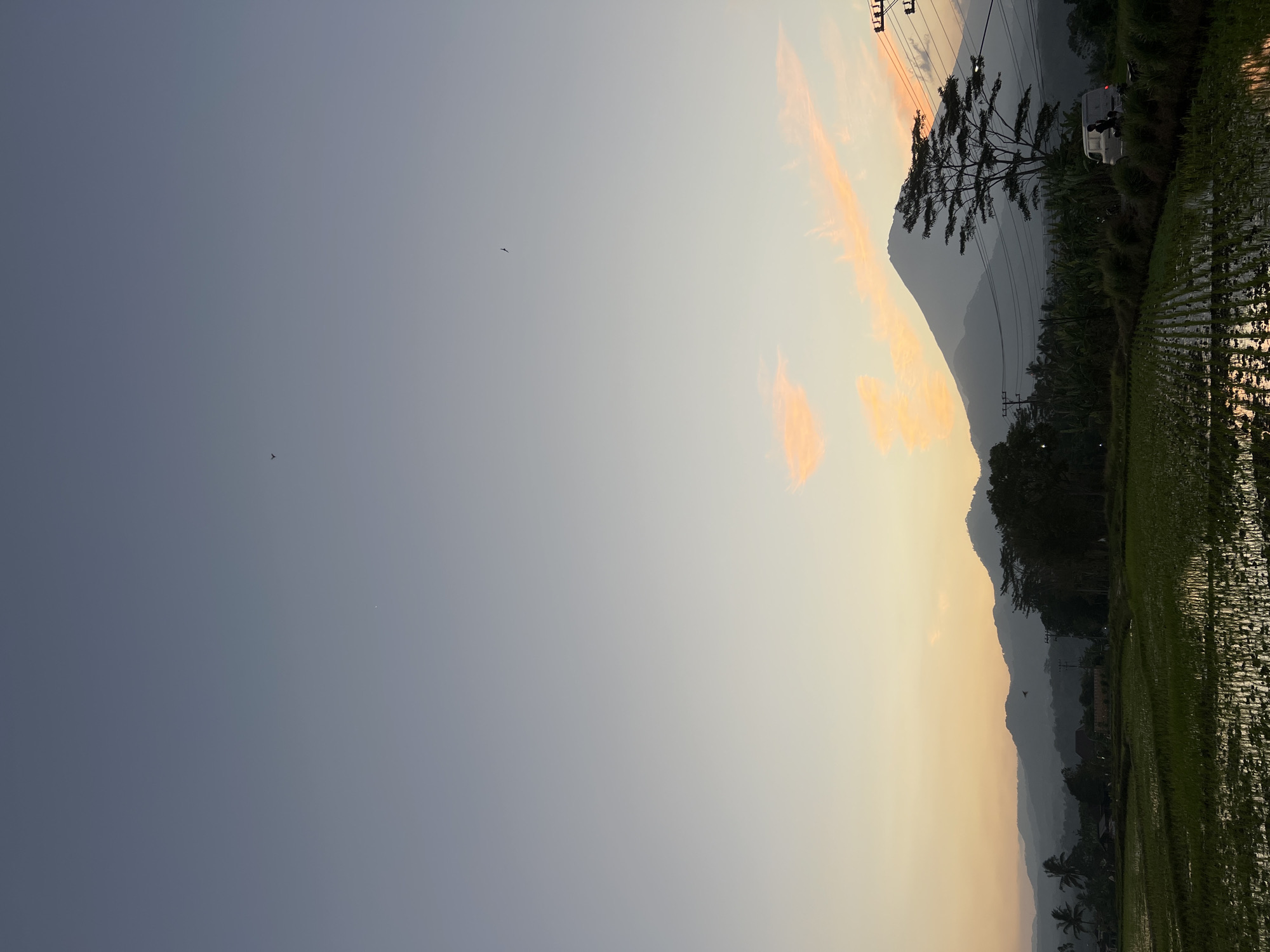 The image captures a serene landscape at dusk in Kalijoso, Indonesia. In the foreground, a vibrant green rice paddy reflects the soft hues of the setting sun. The waterlogged fields are meticulously arranged in rows, indicative of agricultural cultivation. Beyond the paddy, a dense line of trees and vegetation forms a verdant border. Further in the distance, a majestic mountain range, shrouded in a hazy silhouette, dominates the horizon. The sky above is a gradient of pale blue and soft orange, with scattered clouds tinged with pink, suggesting the last moments of daylight. A solitary bird can be seen soaring in the vast expanse of the sky. On the right side of the frame, a white van is parked near a road, and a few utility poles with wires are visible, hinting at the presence of civilization amidst the natural beauty.