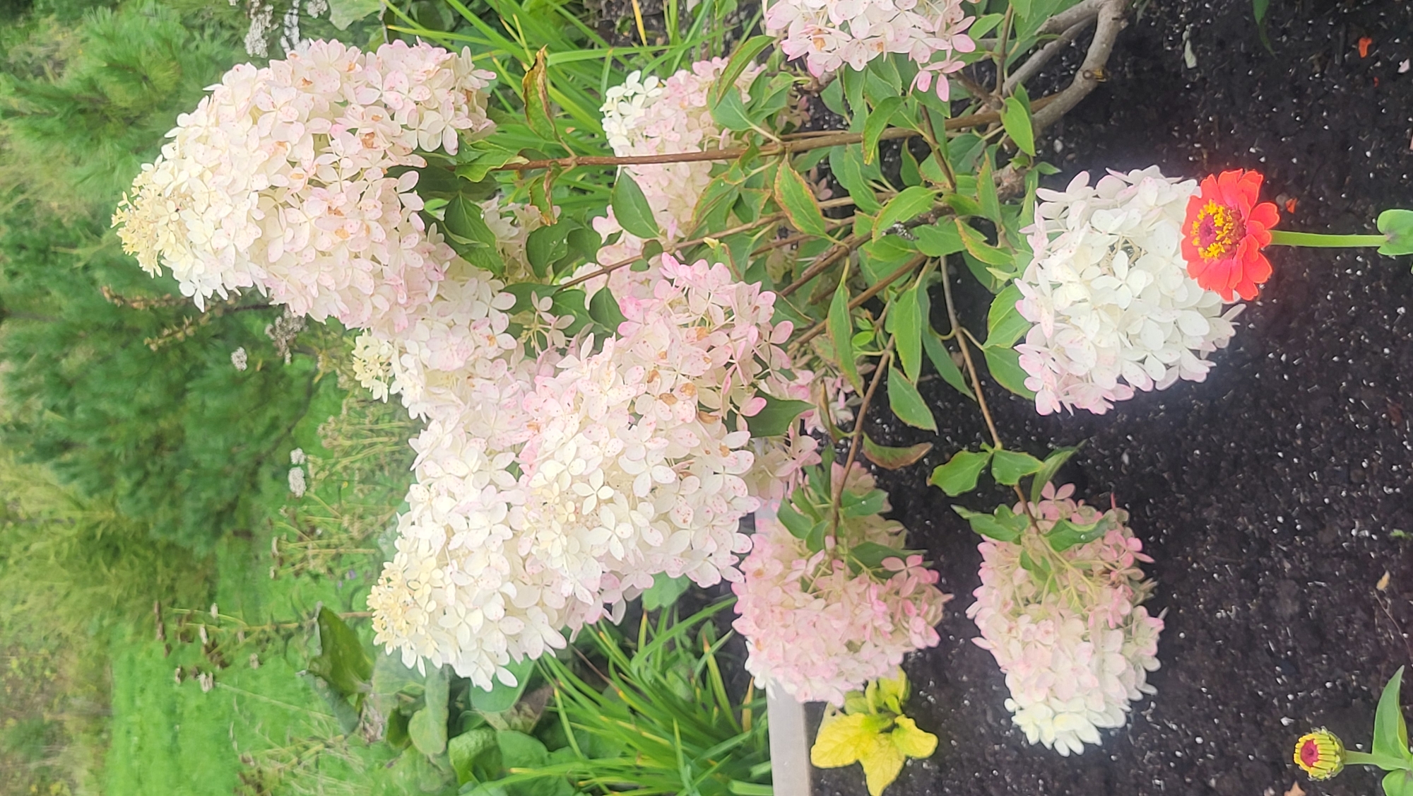 The image shows a garden bed with dark soil. In the center of the frame is a large hydrangea bush with white and pale pink blooms, some of which are tinged with a darker pink. The flowers are cone-shaped and clustered together. To the right of the hydrangea, a single bright orange zinnia flower with a yellow center stands tall on a green stem. In the lower left corner, a partially opened yellow flower with red accents is visible, and a bud of a similar flower is in the bottom left corner. The background consists of lush green grass and evergreen trees, suggesting an outdoor, natural setting. The lighting suggests it is daytime, possibly overcast, with soft shadows.