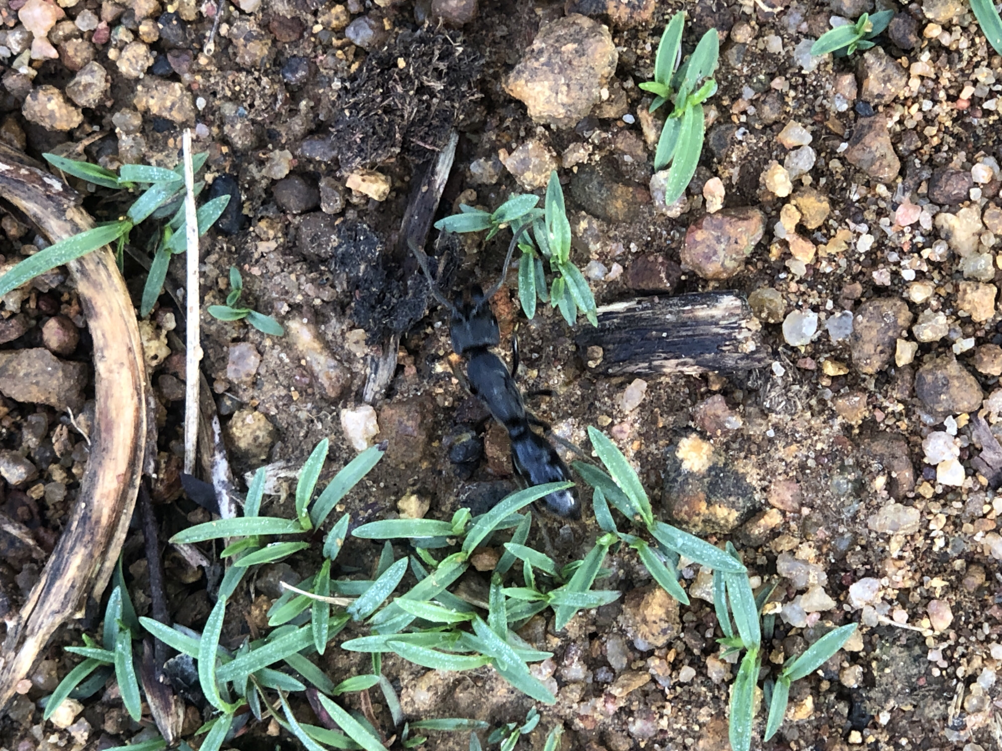 The image shows a close-up, overhead view of damp soil with small green seedlings growing amongst pebbles and a few pieces of dark, organic debris. A segmented, black, insect-like object, approximately 3cm in length, is positioned horizontally in the center of the frame, lying partially obscured by the foliage. The background consists of a textured ground surface. There are no people visible in the image. The location is specified as Katon Rikkos, Nigeria.