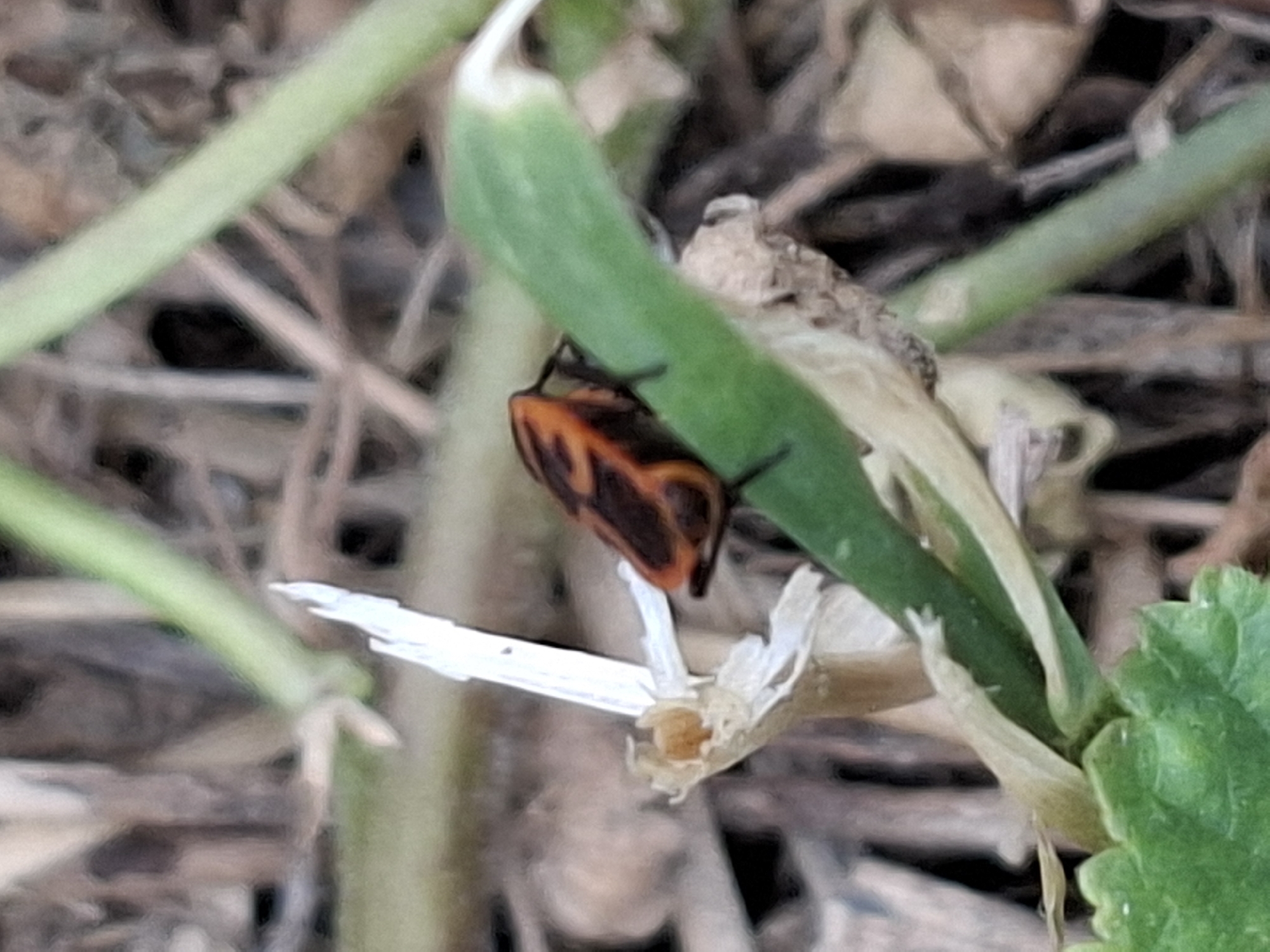A close-up, medium shot captures a small, red and black insect with intricate markings on its back, perched on a vibrant green stem. The insect is oriented horizontally, its head facing left. The background is a blur of dried grasses and leaves, suggesting an outdoor environment. The image does not contain any elements that would allow for determination of its location in Almaty, Kazakhstan.
