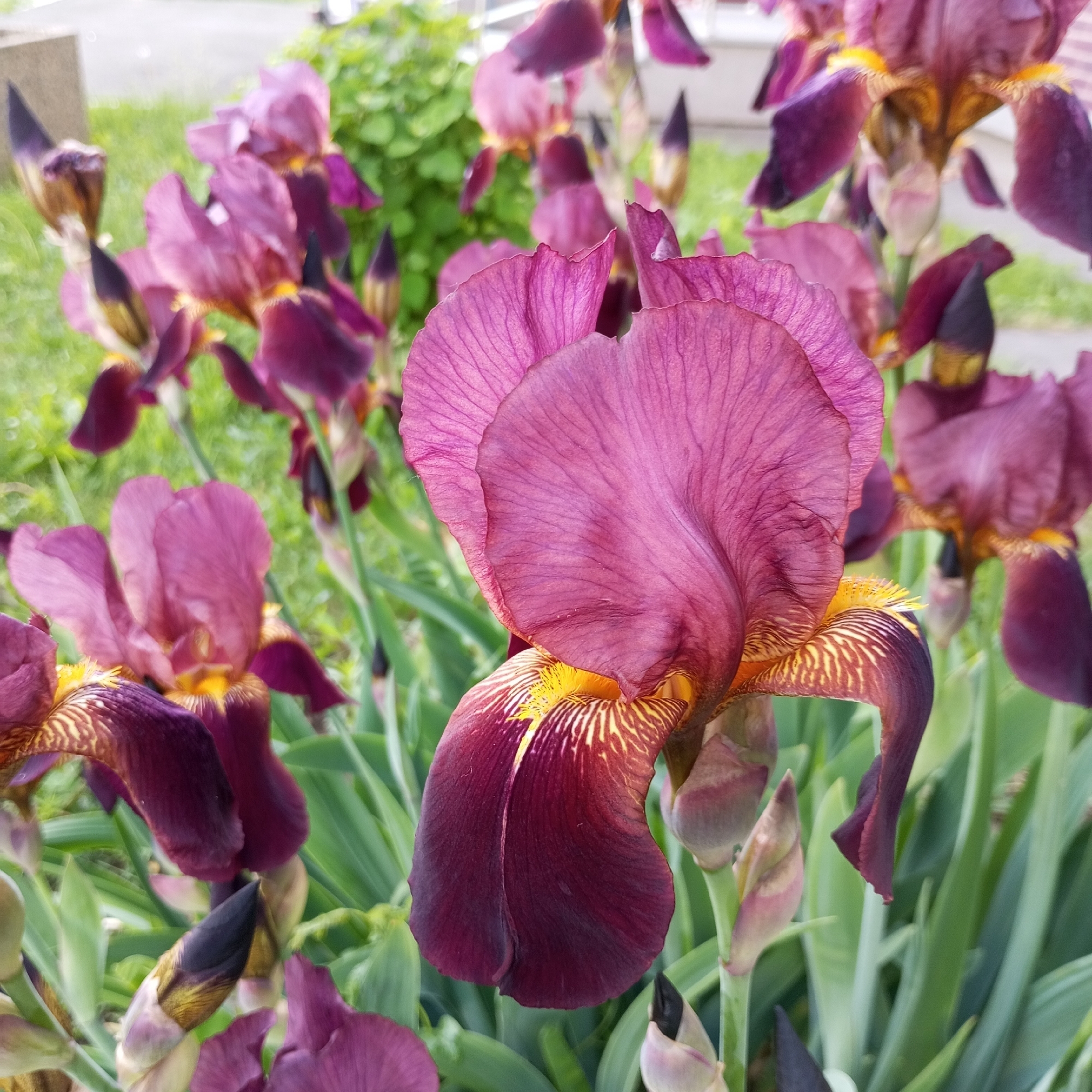 The image presents a close-up, low-angle perspective of a dense cluster of bearded irises, situated in Izhevsk, Russia. In the immediate mid-right, a prominent iris flower displays open standards (upper petals) in a deep magenta-purple hue, with visible vertical venation. The falls (lower petals) are a darker, rich burgundy-maroon, featuring a distinct, bushy yellow 'beard' at their throat, from which fine yellow and white striations extend. Surrounding this central bloom are numerous other irises, ranging from fully open flowers with similar colorations to tightly closed buds with dark tips and lighter sheaths. The flowers are supported by their characteristic long, sword-shaped green leaves, some sharply in focus, others blurred. The background consists primarily of out-of-focus green foliage, likely grass or distant plants, with subtle, blurred indications of a light-colored, possibly concrete or stucco, structure visible in the upper left and far background. The scene is illuminated by ambient daylight. No individuals or specific actions are discernible.