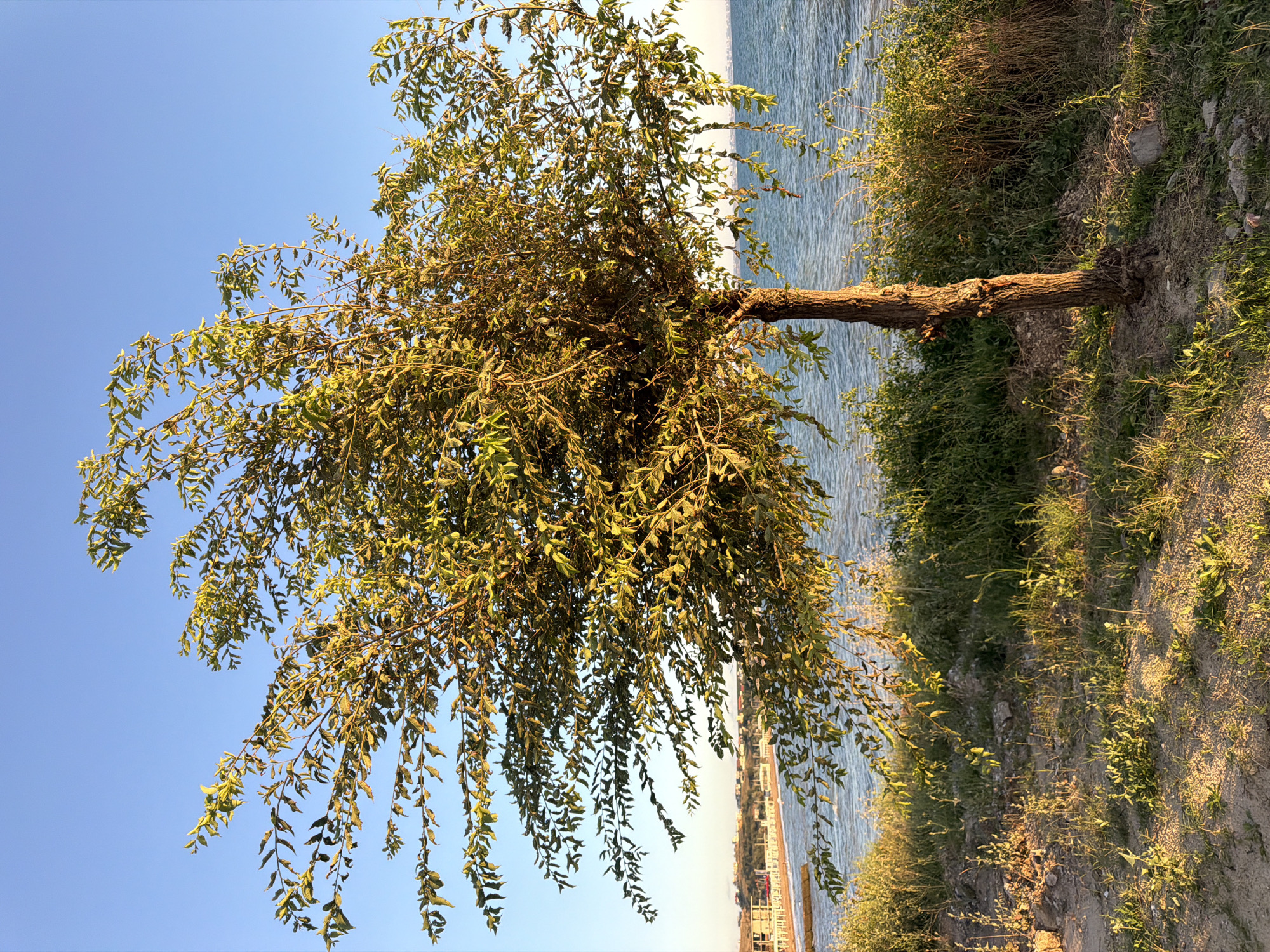A solitary, slender tree with sparse, green foliage stands in the foreground, its trunk textured and gnarled. The tree is positioned on a patch of uneven ground covered in dry grass and scattered pebbles, with a dirt path visible to the left. Behind the tree, a body of water, likely the sea, stretches towards the horizon. The water is a deep blue and shows gentle ripples. In the distance, along the coastline, a series of buildings with light-colored facades and some construction elements are visible. The sky above is clear and a bright, cloudless blue, indicative of daytime. The scene appears to be a coastal area within the Kachine district of Ukraine, possibly during late afternoon given the warm, directional light illuminating the tree and vegetation. No people or animals are present.