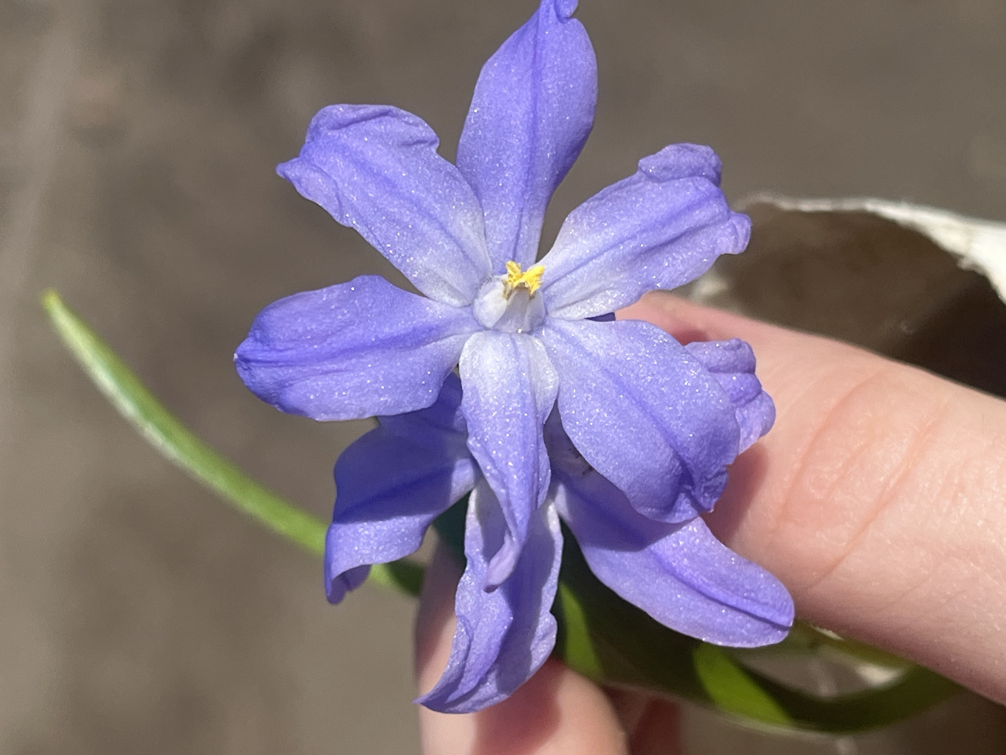 A close-up shot of a purple flower with six petals and a yellow center. The flower is held in a person's hand, and there is a green stem and leaf visible. The background is blurry and consists of a brown surface and part of a white object. There is no visible evidence to indicate the flower is in Saint Petersburg, Russia.