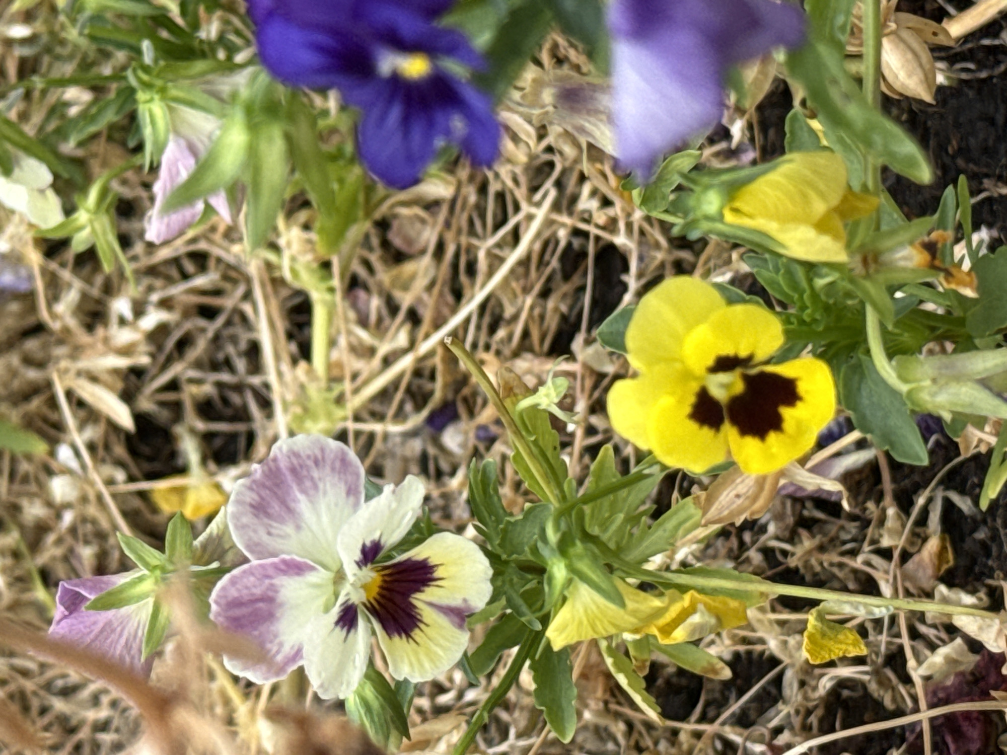 This media file shows a close-up, overhead view of several pansies growing among dry, brown vegetation. The pansies are a mix of colors, including deep purple, yellow with dark centers, and white with purple and yellow markings. Some of the flowers are in full bloom, while others appear to be budding or slightly wilted. The background consists of dried grass and dark soil, suggesting an outdoor setting. The lighting is soft, implying it could be a cloudy day or taken in shade. There are no people or discernible text visible in the image. The scene evokes a sense of nature and the changing seasons, with the bright colors of the pansies contrasting with the dried surroundings. The location is identified as Rathenow, Germany.