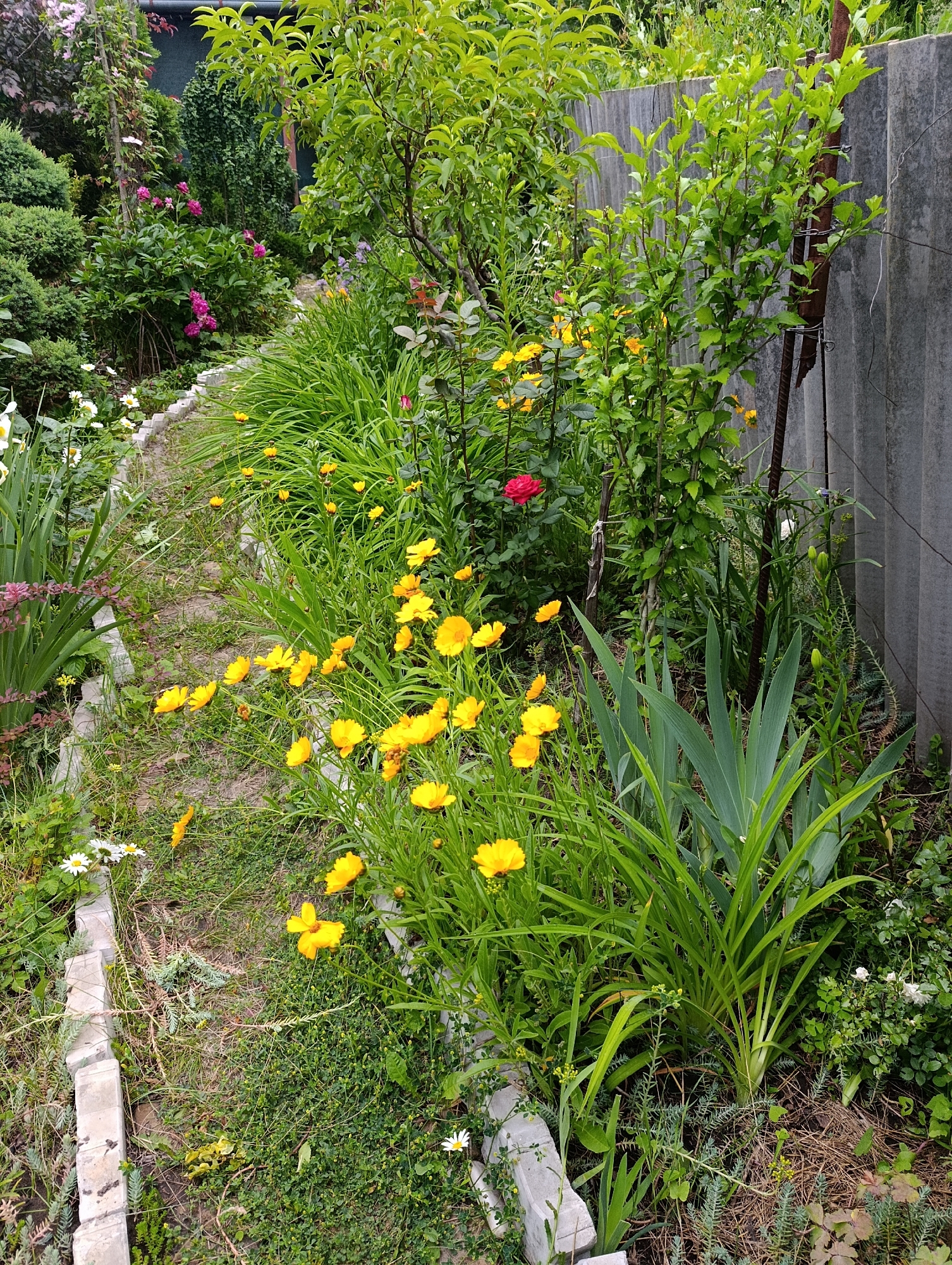 The image depicts a garden in Bratske, Ukraine, characterized by a variety of plants and a grey, corrugated fence. A narrow, winding path, bordered by concrete blocks, curves through the scene. Dominating the foreground are numerous bright yellow flowers, likely Coreopsis, interspersed with lush green foliage, including some tall, sword-like leaves which might be from an Iris plant. In the background, a vibrant red rose stands out amongst the greenery. Various shrubs and bushes, some with small pink or white flowers, are visible further back. The fence, made of weathered grey corrugated material, runs along the right side of the image, leaning slightly and showing signs of age. The overall impression is a well-tended, slightly wild garden setting.