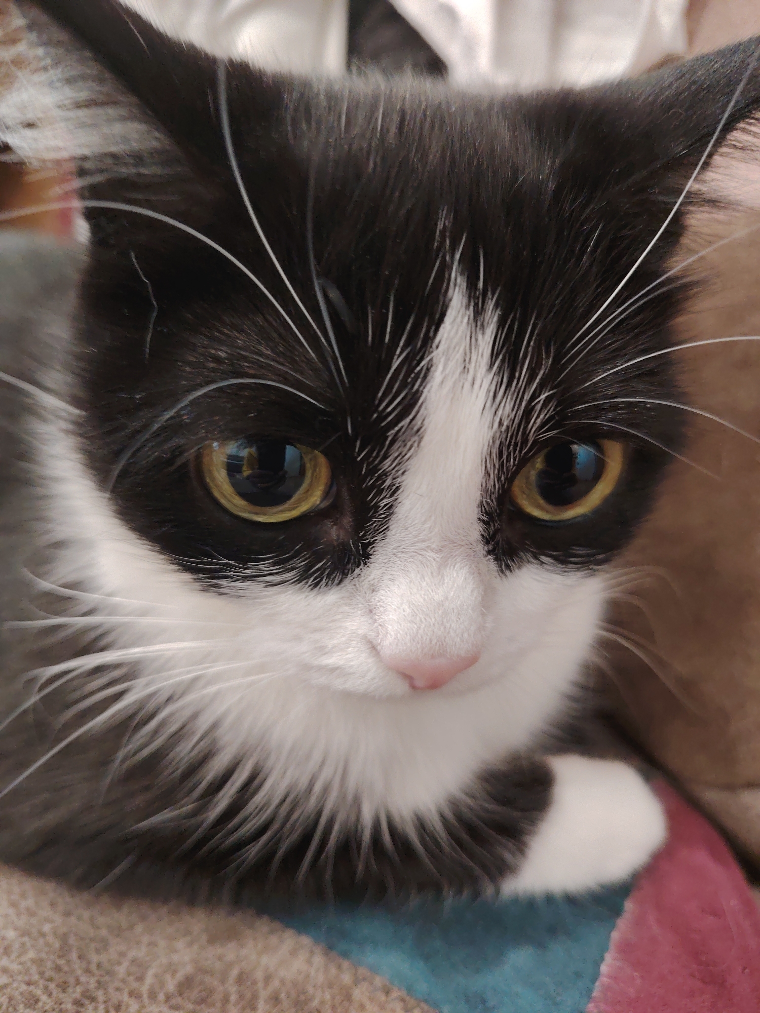 A close-up photograph depicts a black and white cat with yellow eyes. The cat is indoors and appears to be resting on an unidentifiable patterned surface. The exact location is Unknown, Unknown.
