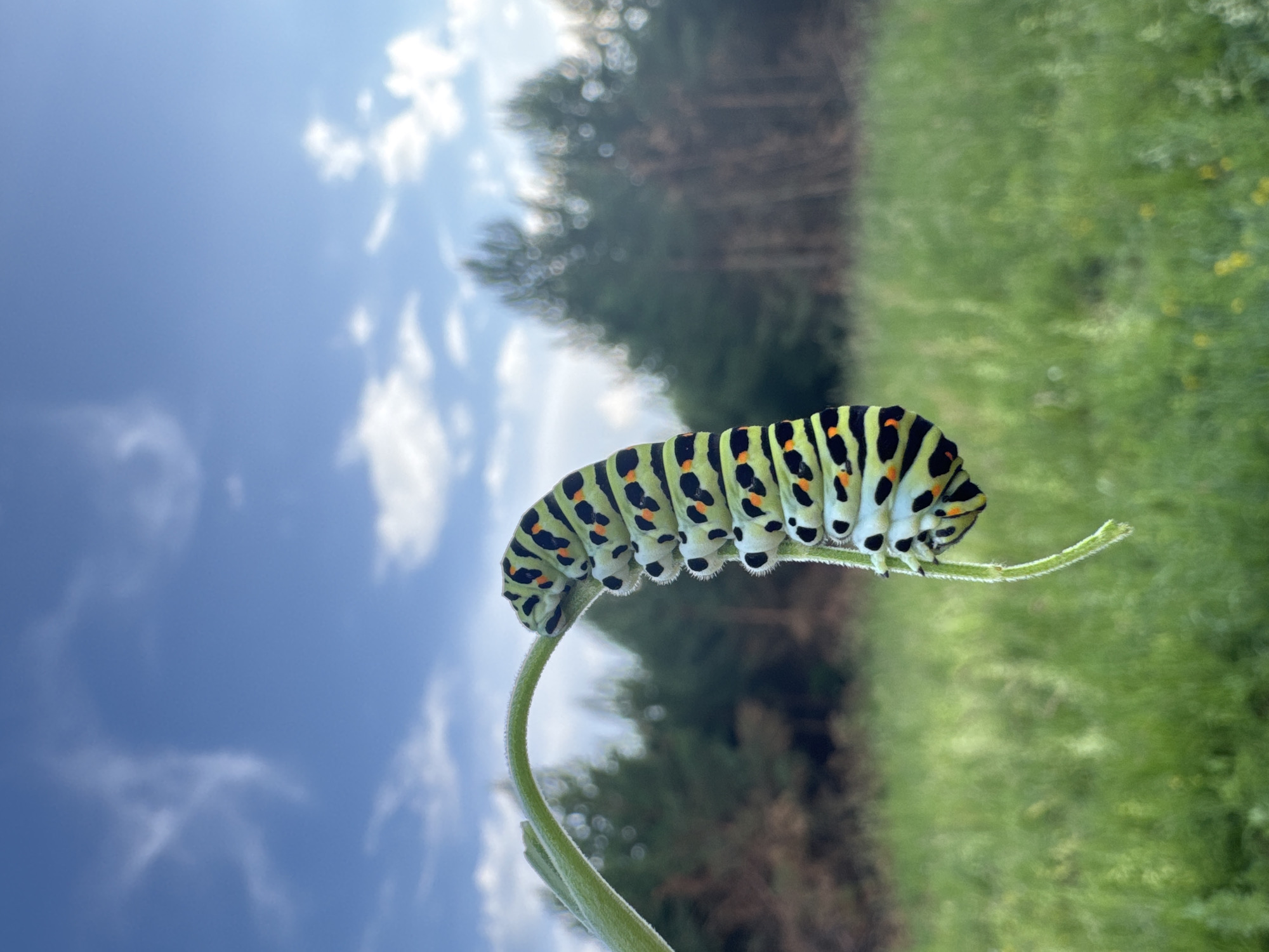 A close-up, eye-level shot captures a bright green and black caterpillar with orange spots, clinging to the curved stem of a plant. The caterpillar's body is segmented and plump, with fuzzy white protrusions at each segment. The stem curves upwards and to the left, creating a natural frame for the insect. The background is a softly blurred landscape of green grass and distant trees under a bright blue sky with scattered white clouds. The image appears to be taken outdoors in a natural setting, possibly a field or meadow. There are no people or man-made structures visible, nor is there any indication of the location being within the city of Фоки, Russia.