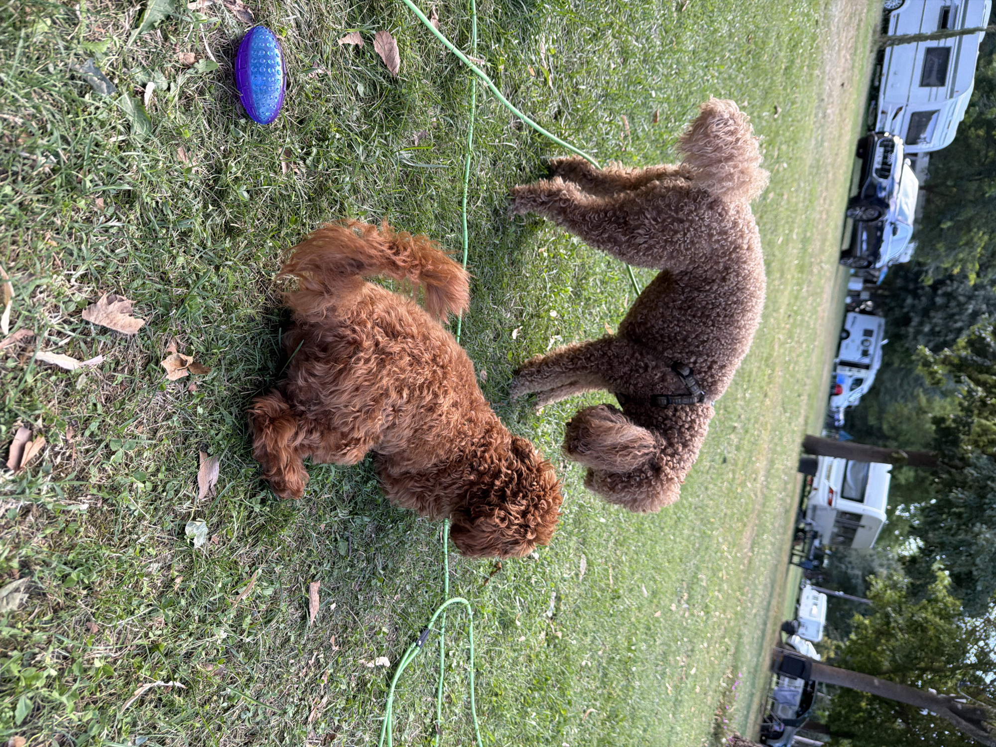 Two brown poodle-mix dogs are in a grassy area. One dog is standing and facing away, while the other is lying down and facing to the right. A purple toy is on the grass in the foreground. In the background, there are several RVs and cars, suggesting the location is a campground. The trees and the dry leaves on the ground indicate it is likely autumn. The image does not provide any specific visual cues to determine the exact location within Kazanlak, Bulgaria.