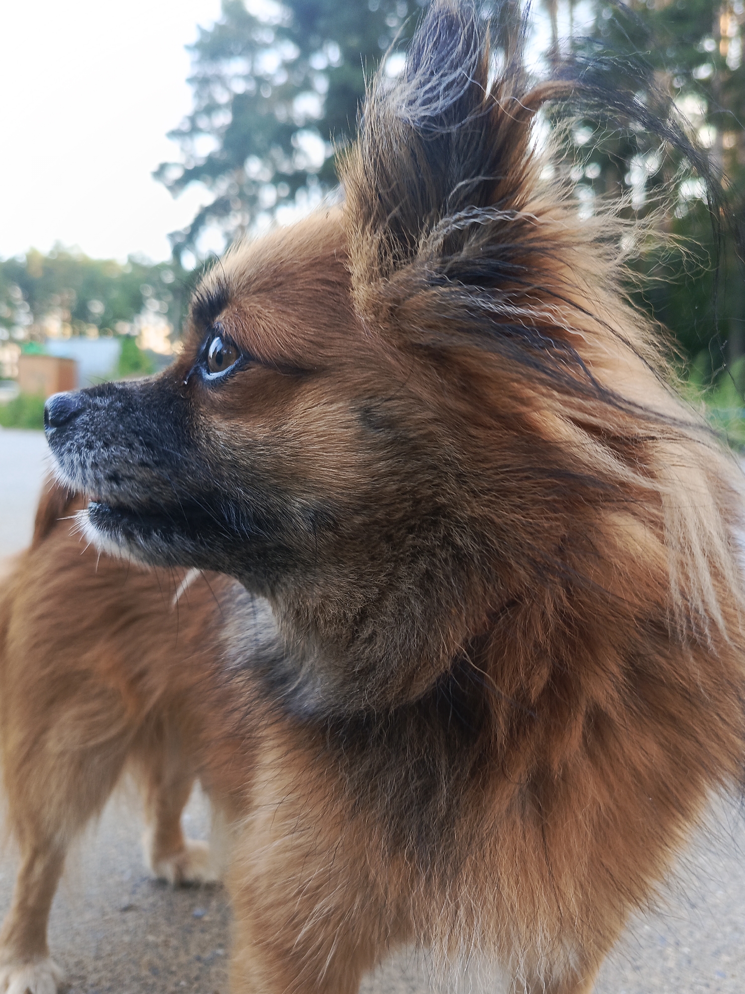 A medium-sized, fluffy, tan-colored dog with dark fur accents and bright eyes is standing on an asphalt surface. The dog's fur is windblown, particularly around its head and neck. In the background, out-of-focus trees and a building are visible, suggesting an outdoor setting. The image appears to have been taken in the city of Chaikovsky, Russia, based on the metadata.